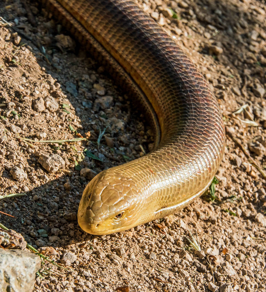 Spectacular Male Glass Lizard on Dry Soil Wallpaper