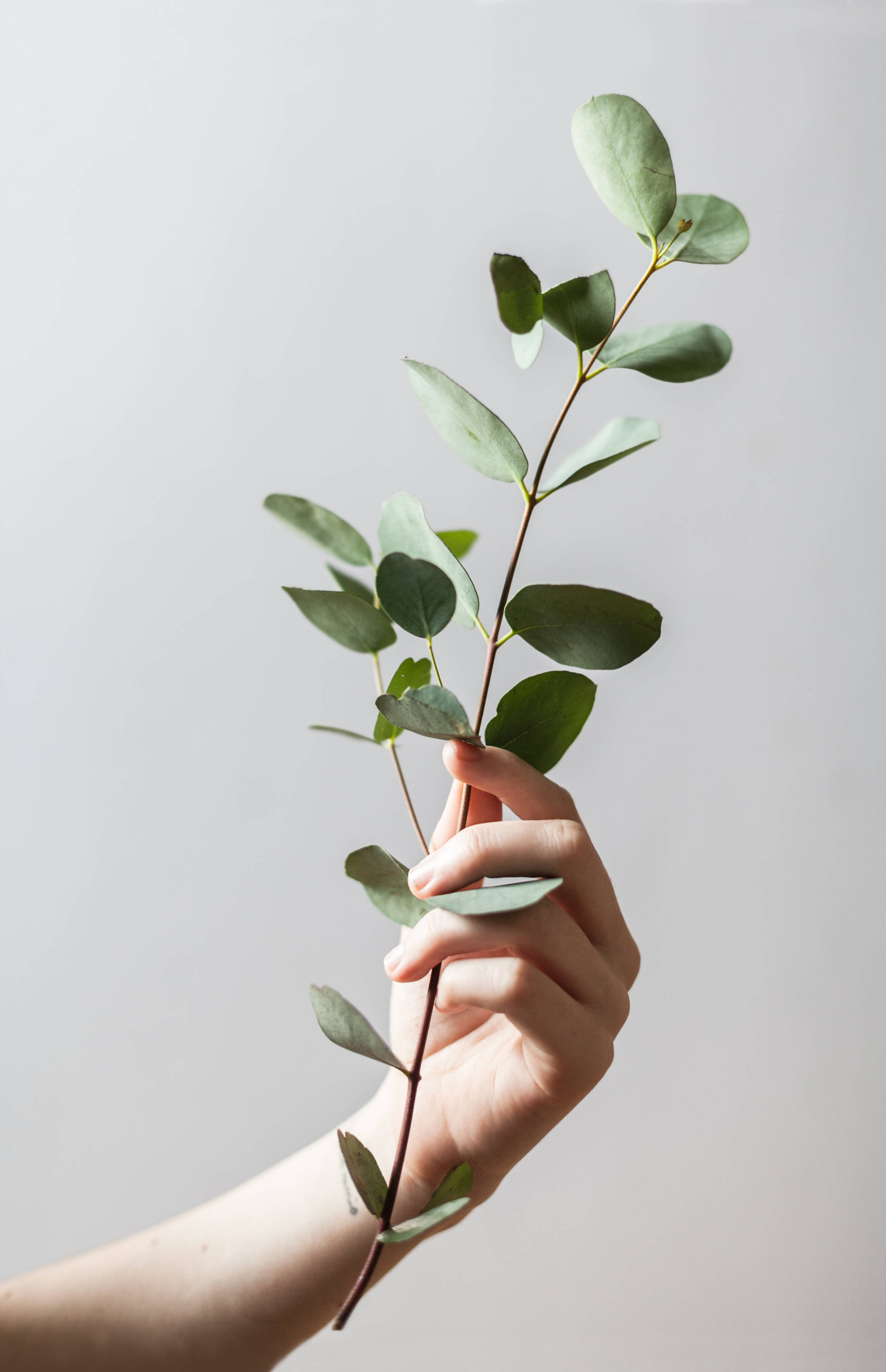 Splendid Green Bounty: Isang Lush Indoor Plant Wallpaper