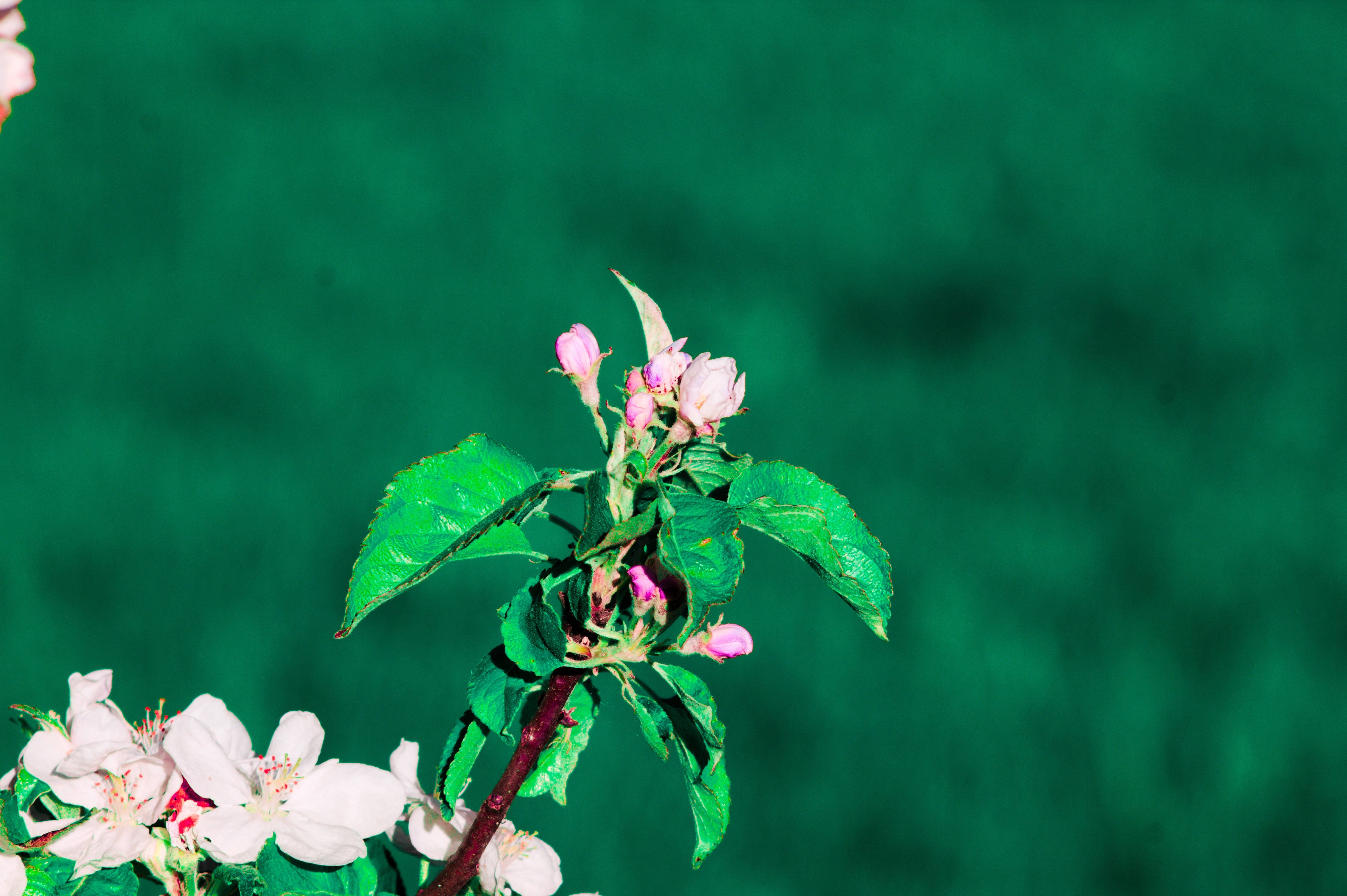 Sanga ng Bulaklak ng Tagsibol Wallpaper