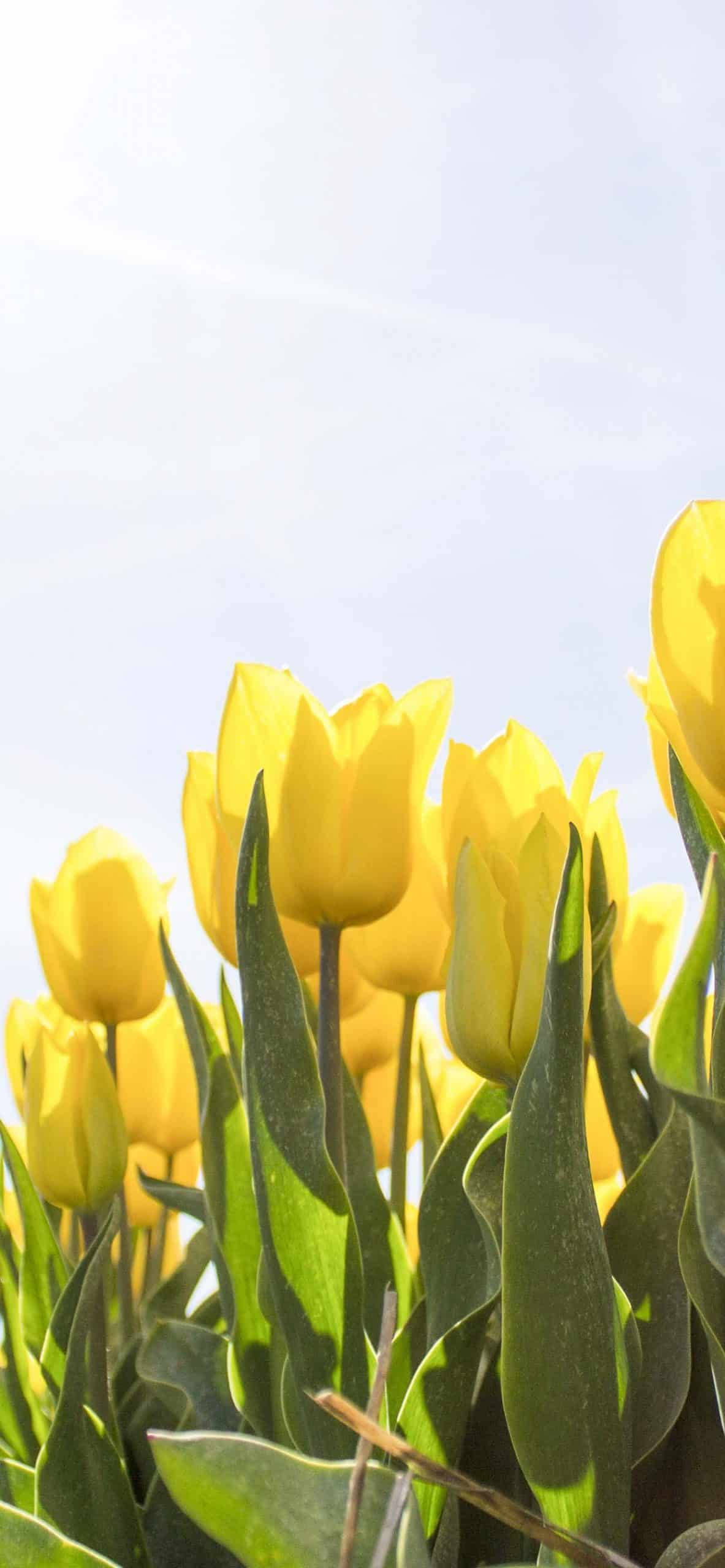 Spring iPhone Dilaw na Tulips Wallpaper