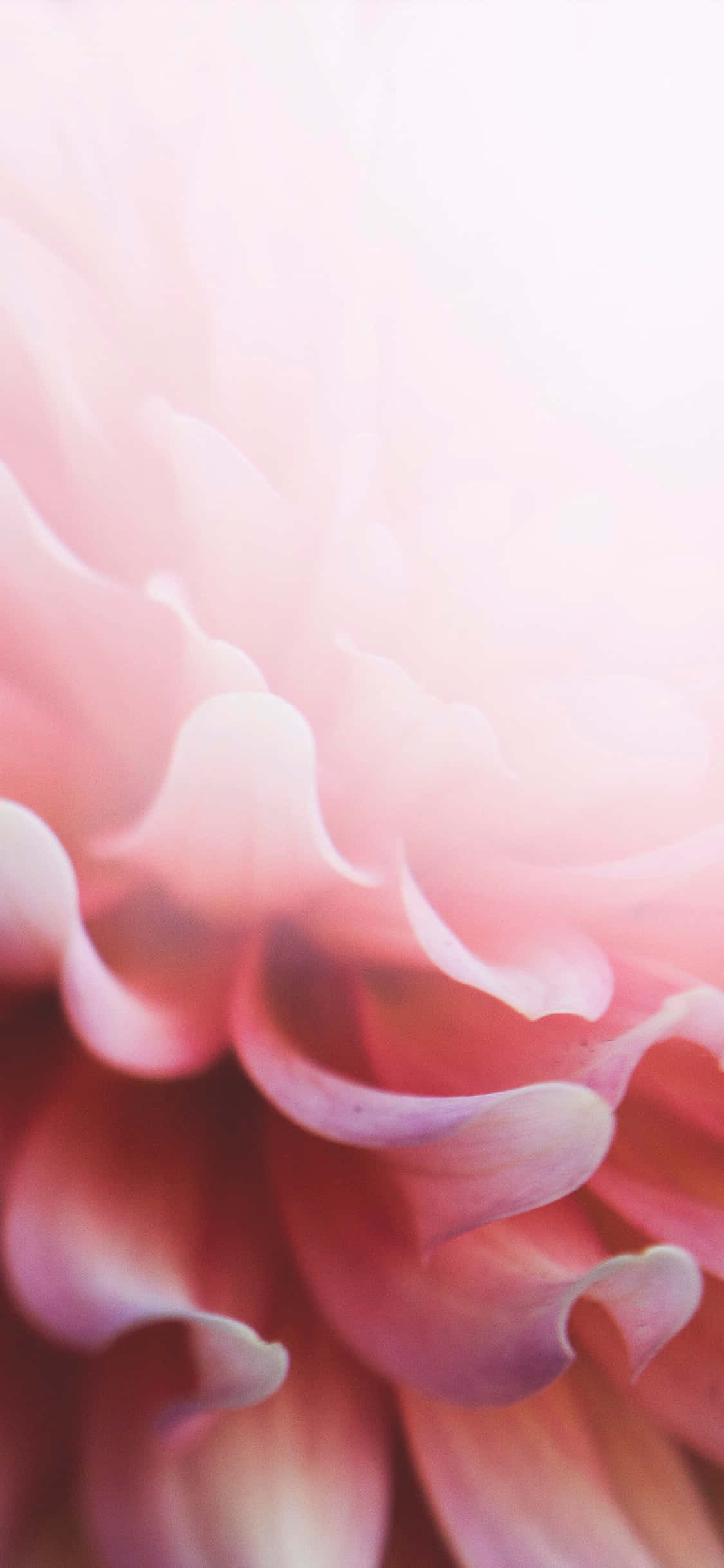 Pagandahan ng Anumang Hitsura Gamit ang Malamig na Rosas na iPhone Wallpaper