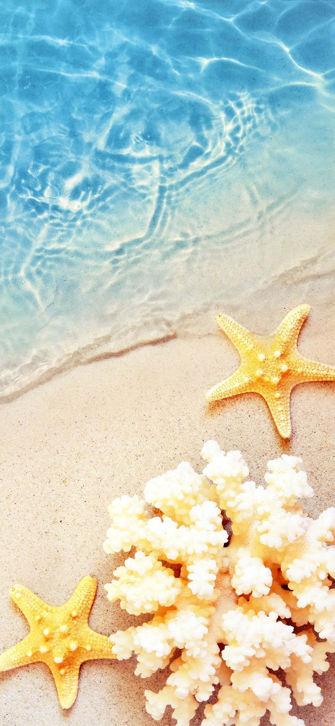 Starfishes At Coral iPhone X Summer Background Wallpaper
