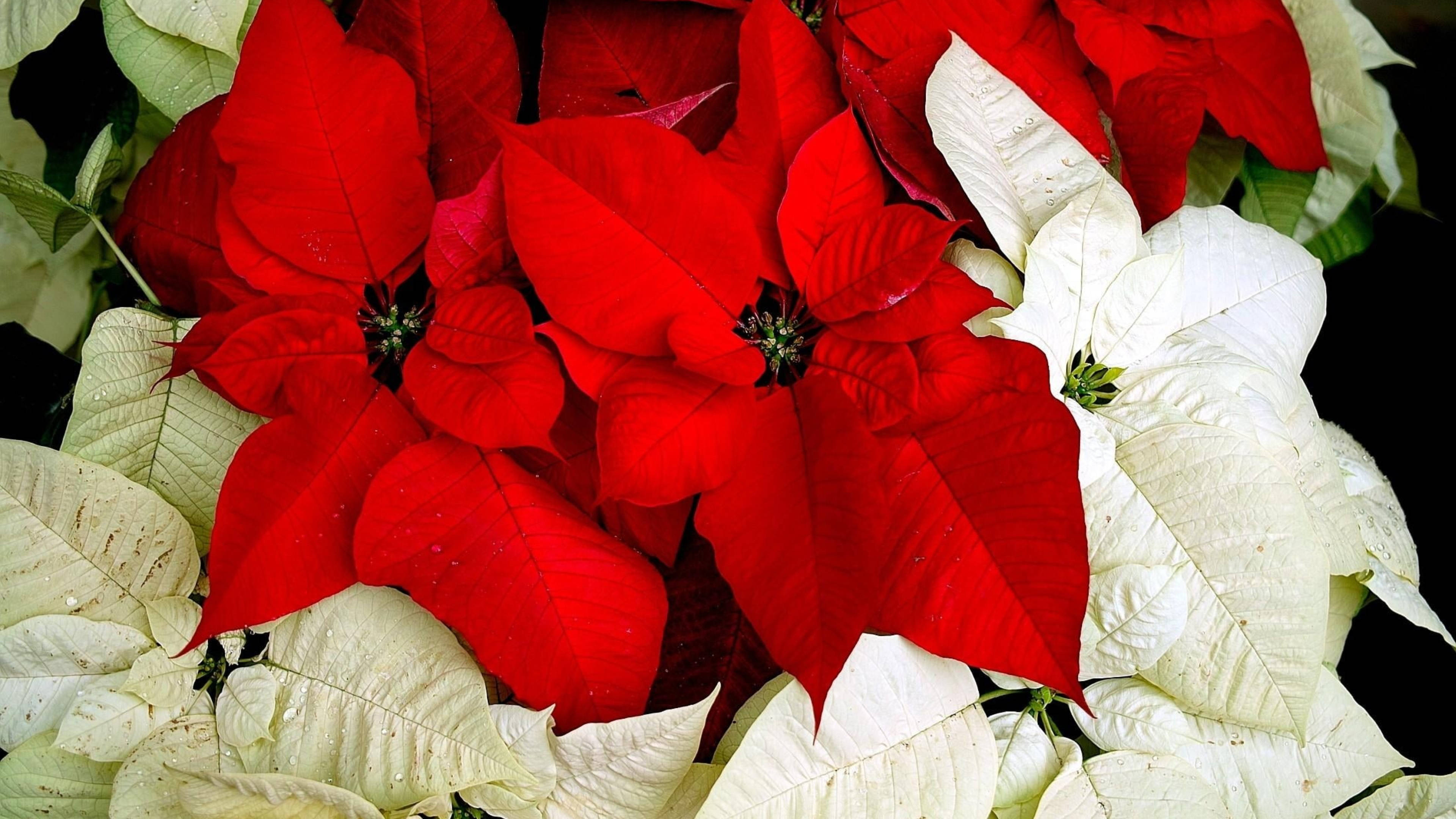 Makikinang Pula at Puting Poinsettia para sa Pasko Wallpaper