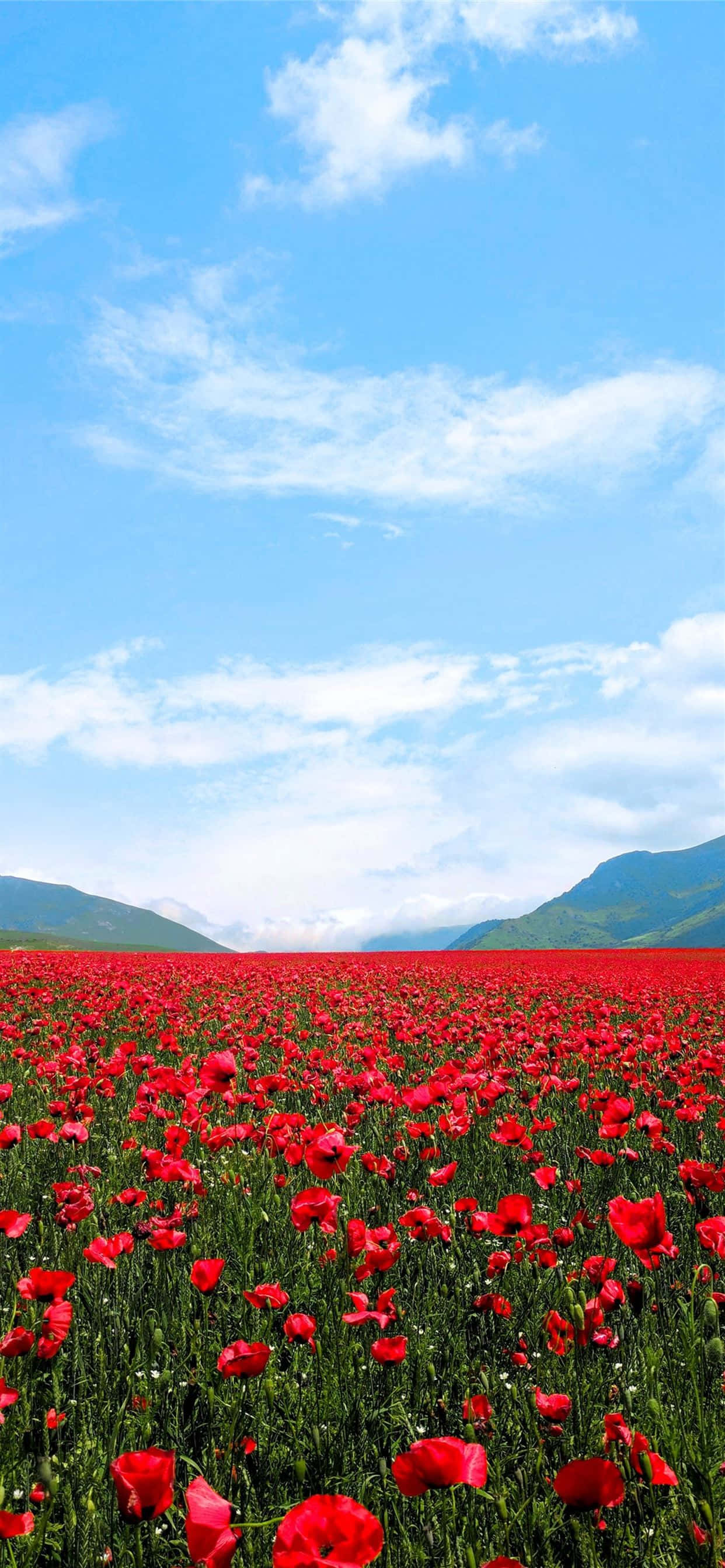 Stunning Red Flowers sa Bloom Wallpaper