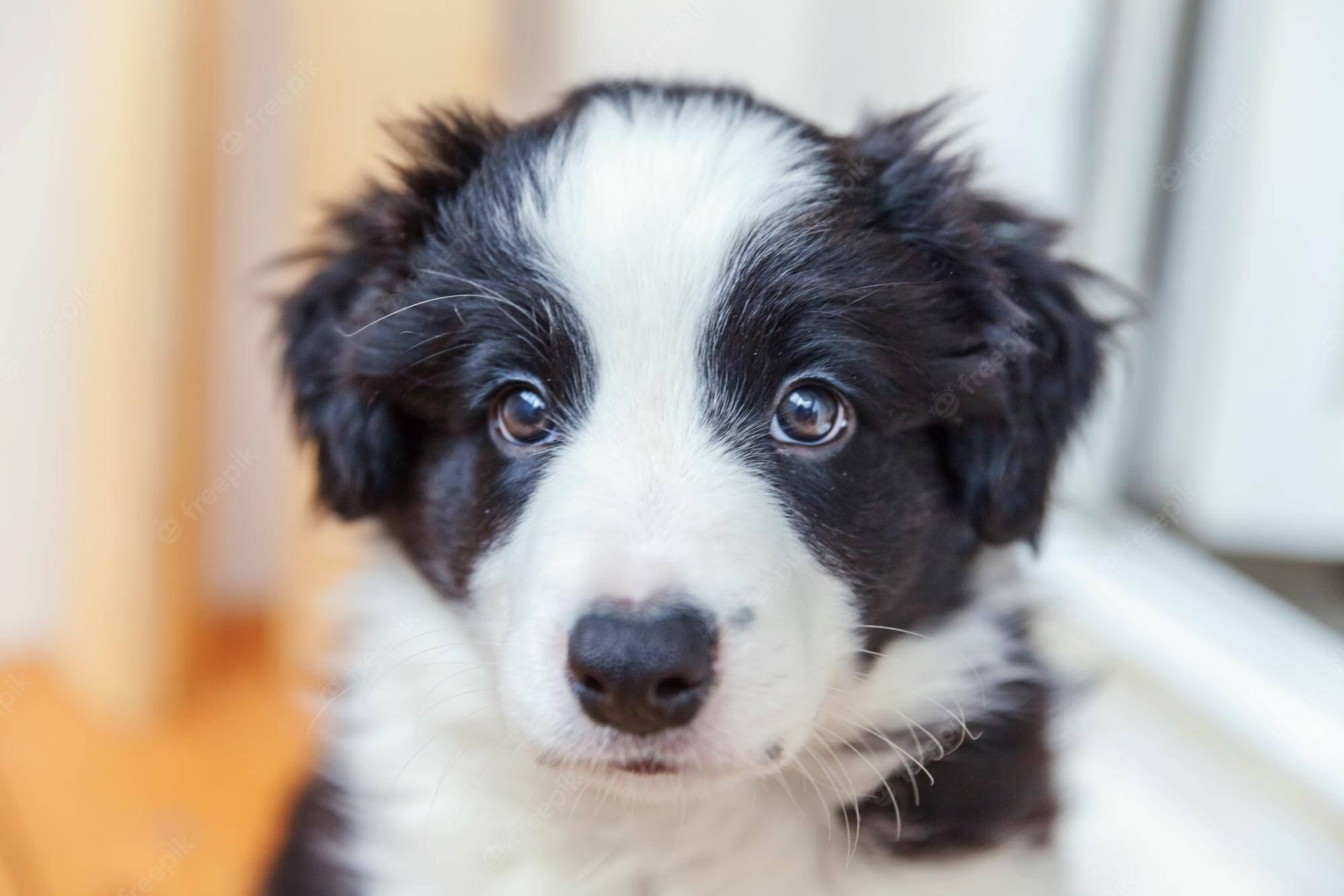 Sulyap ng Border Collie Puppy Wallpaper