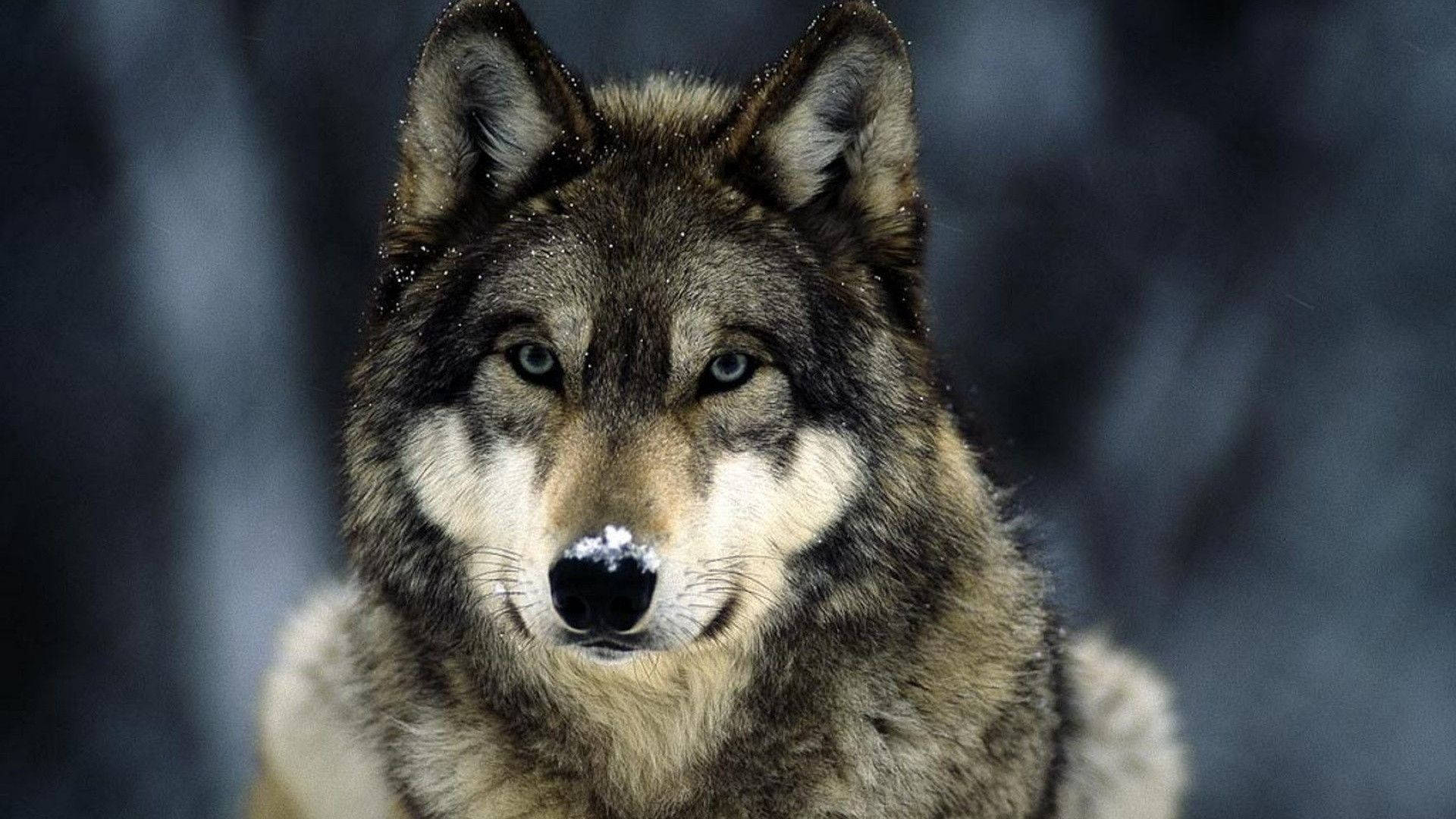 Sulyap ng Lobo Wallpaper