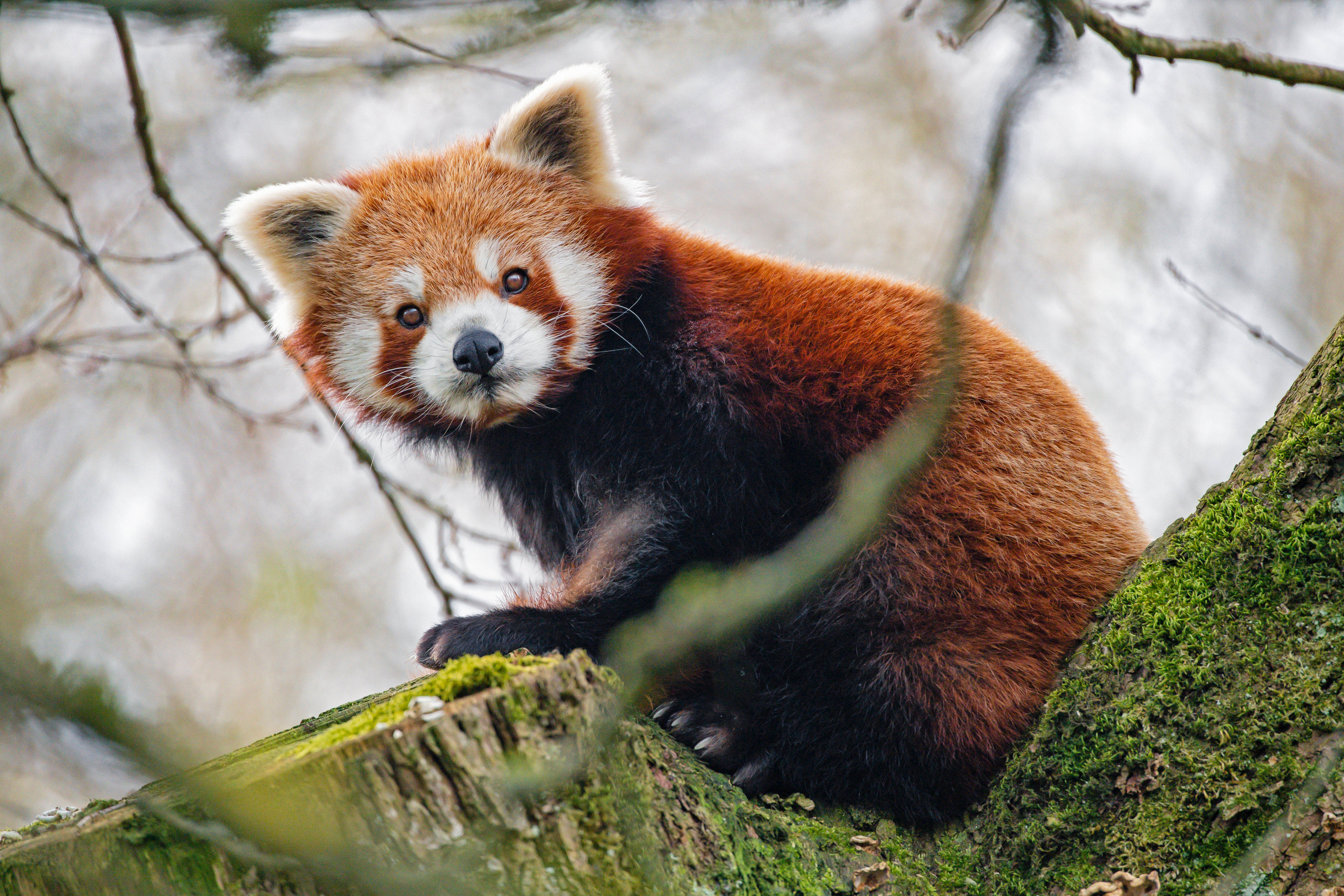 Sulyap ng Pulang Panda Wallpaper