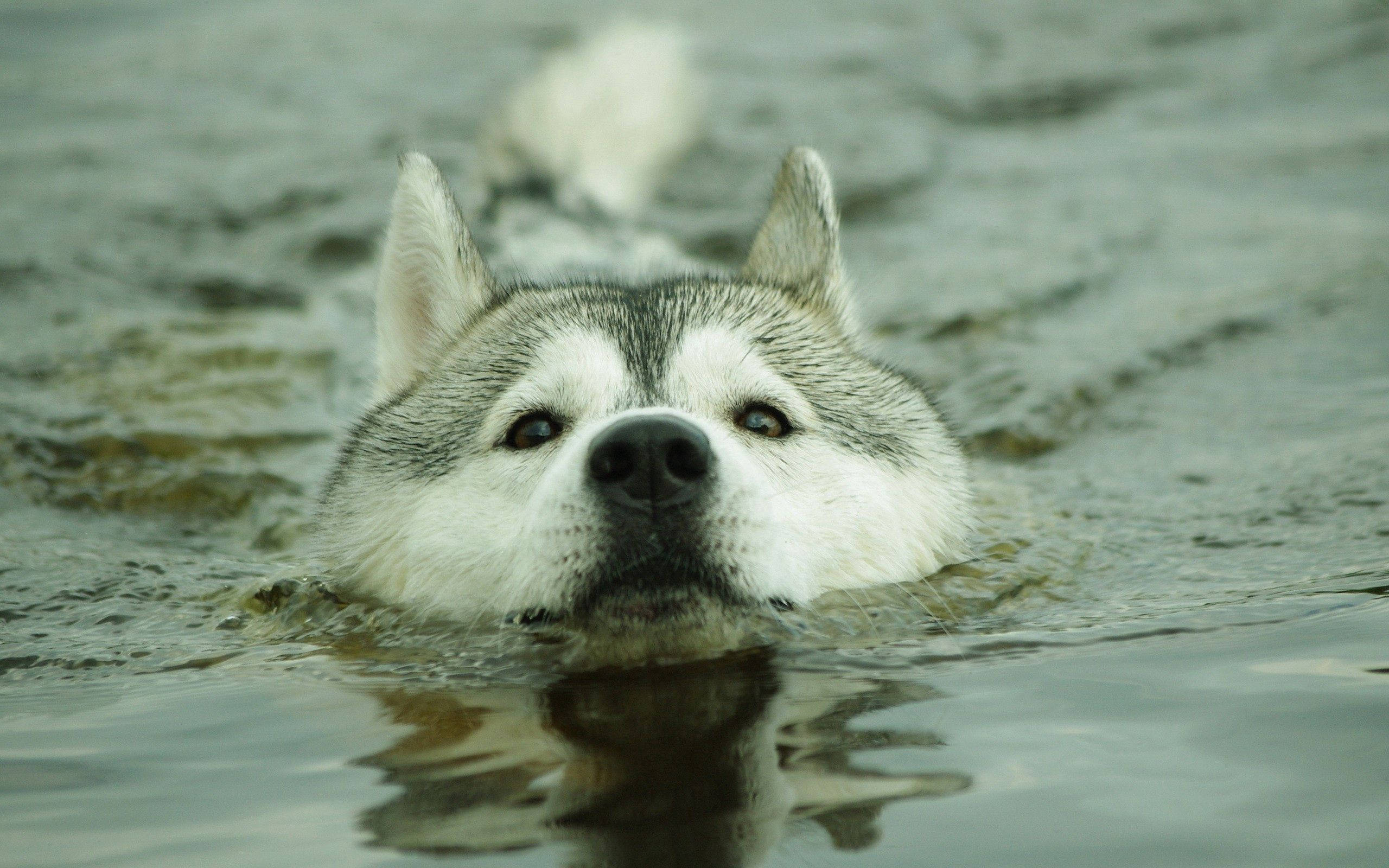 "Sumisid - Itong Husky ay Nagkakaroon ng Pinakamasayang Oras ng Kanyang Buhay" Wallpaper