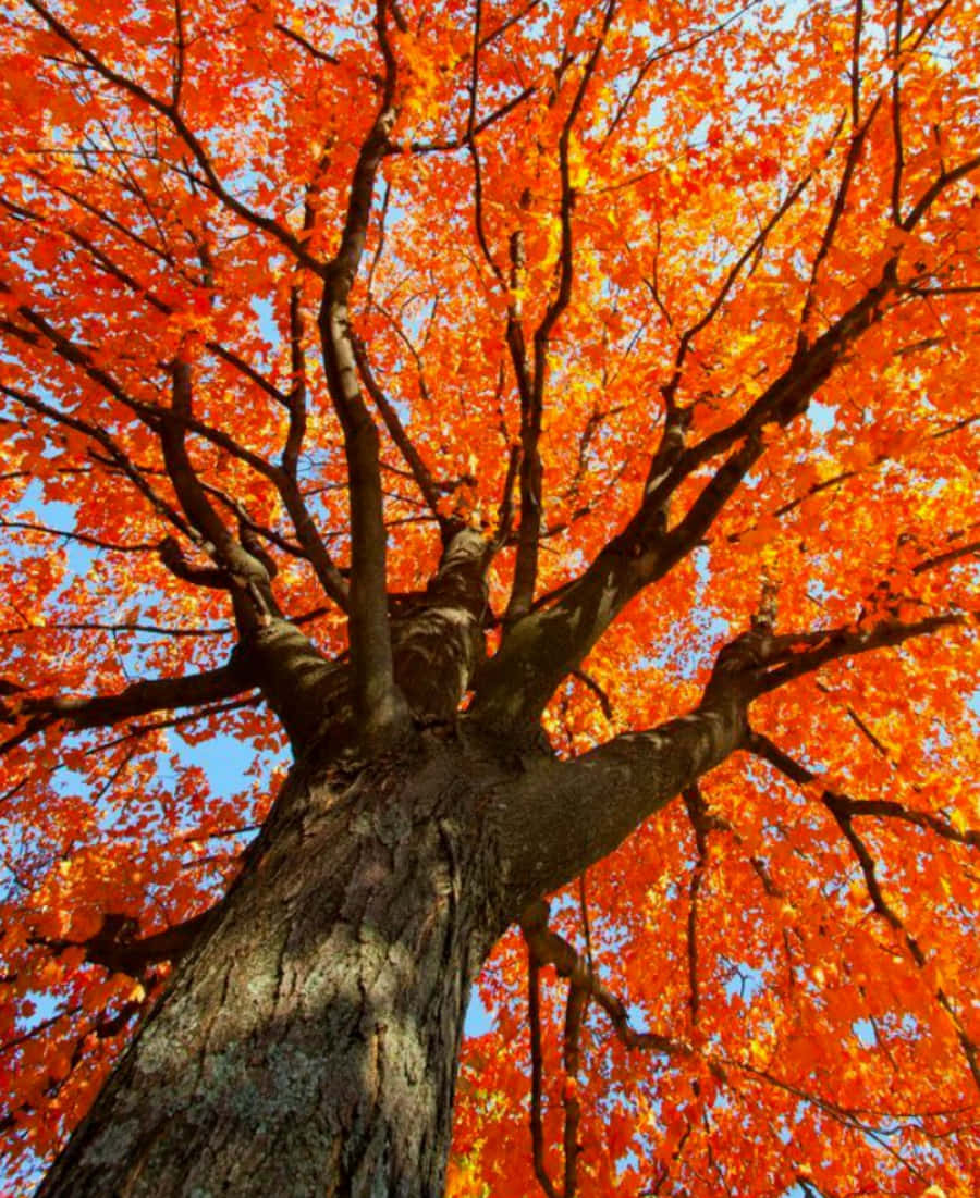 Sumisidlak sa mataas na may masiglang mga vibes ng orange aesthetic Wallpaper