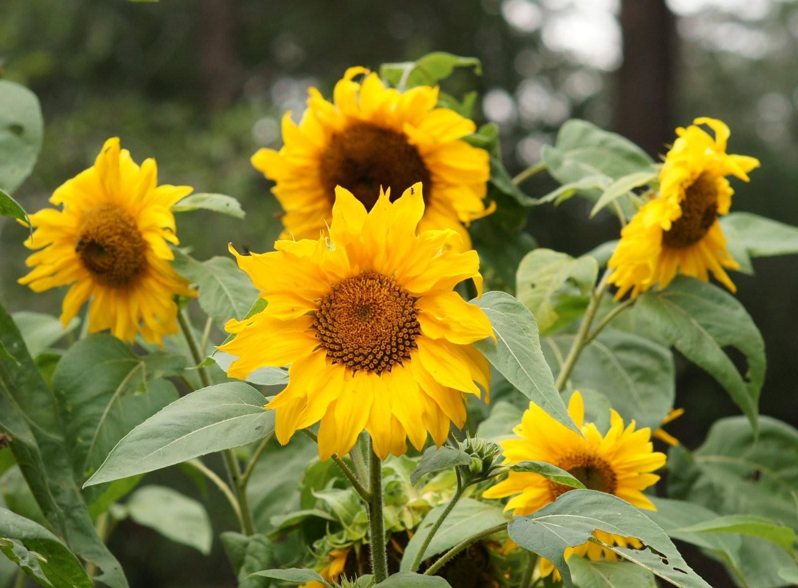 Summer Sunflowers na Lubos na Namumulaklak Wallpaper