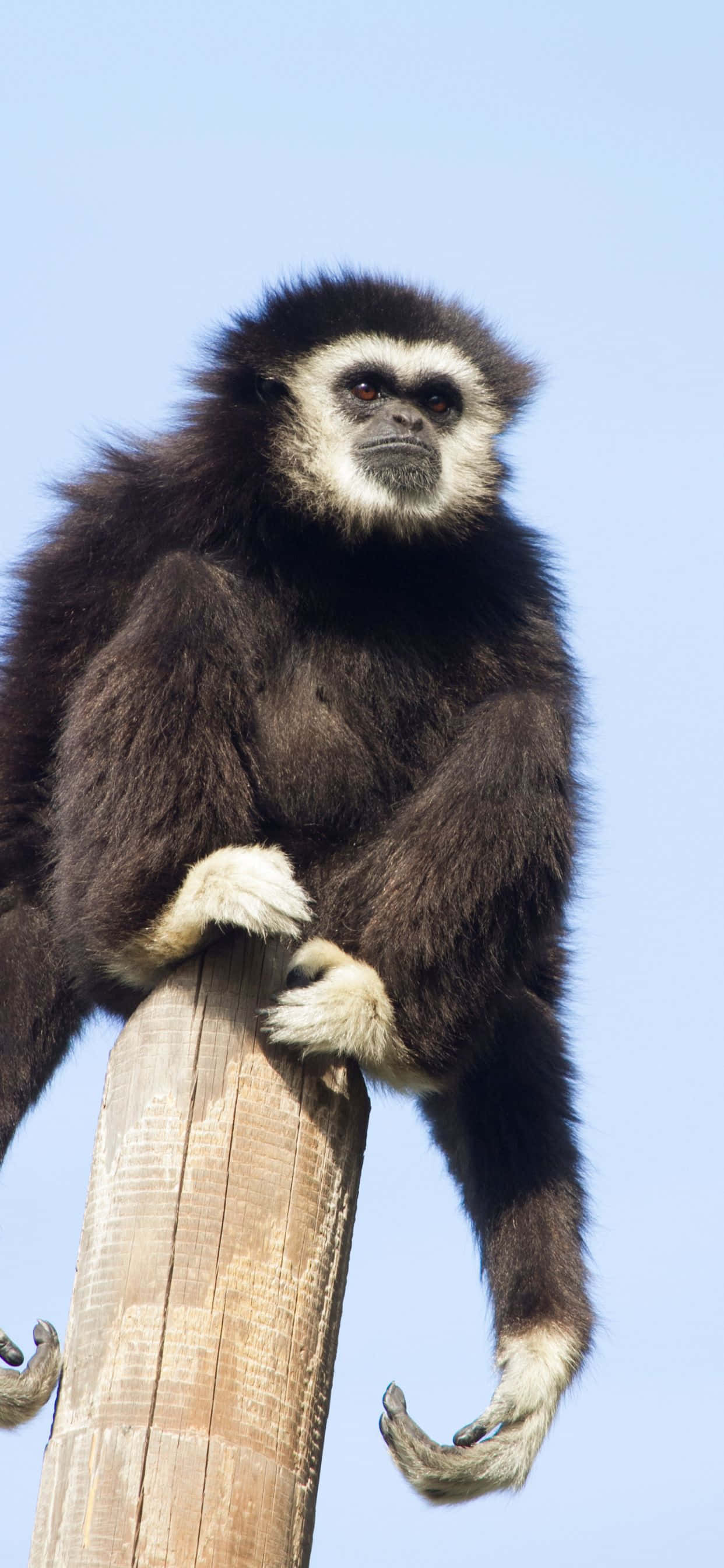Sumubok sa iPhone Xs Max Gibbon Wallpaper