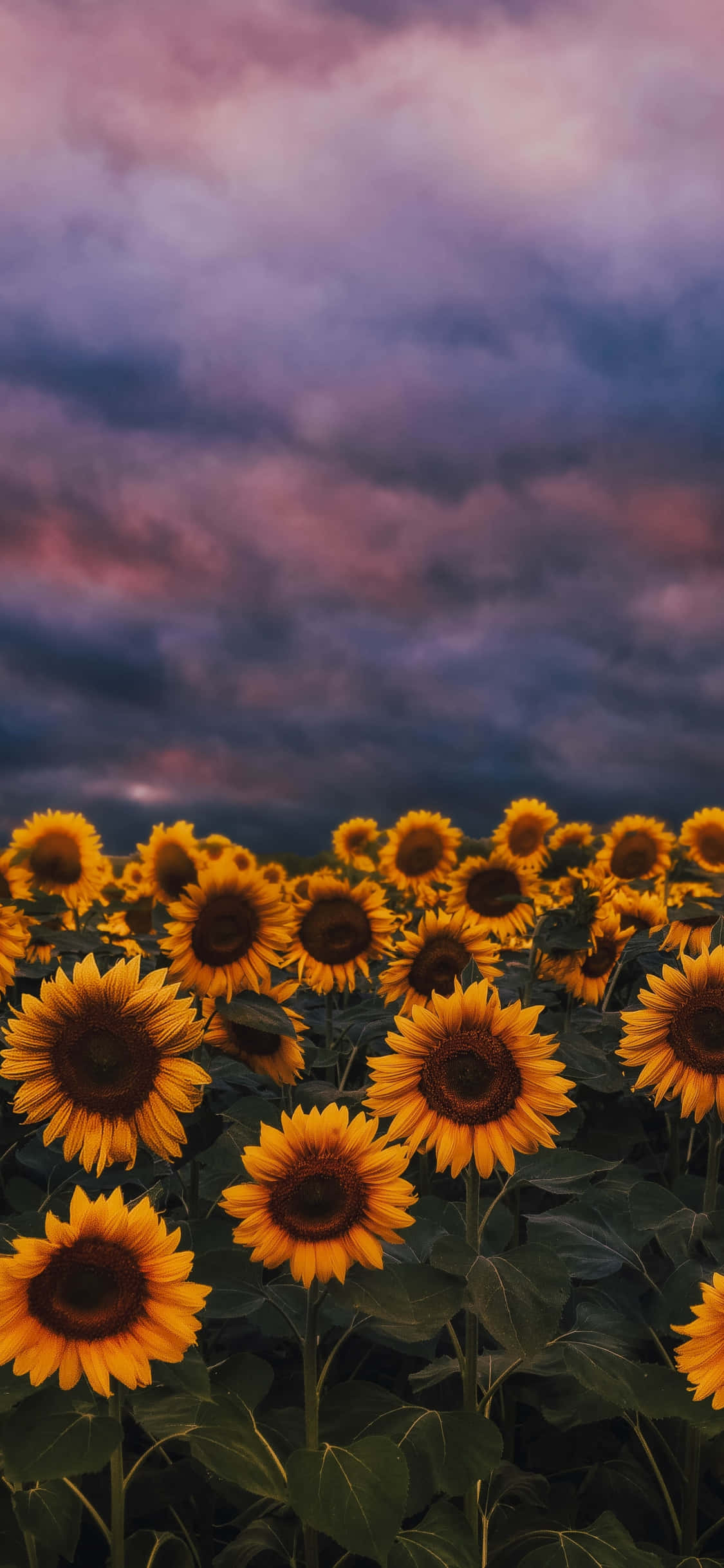 Sunflower Background Wallpaper