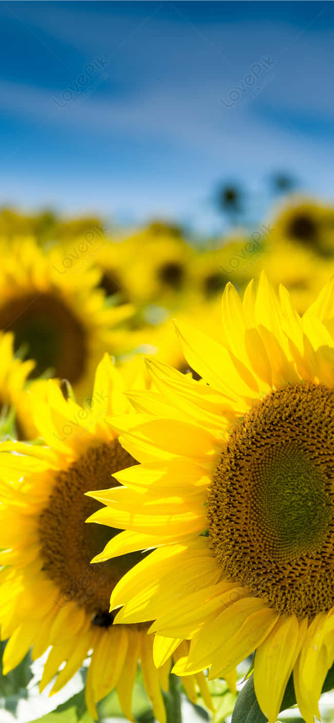 Sunflower Background Wallpaper