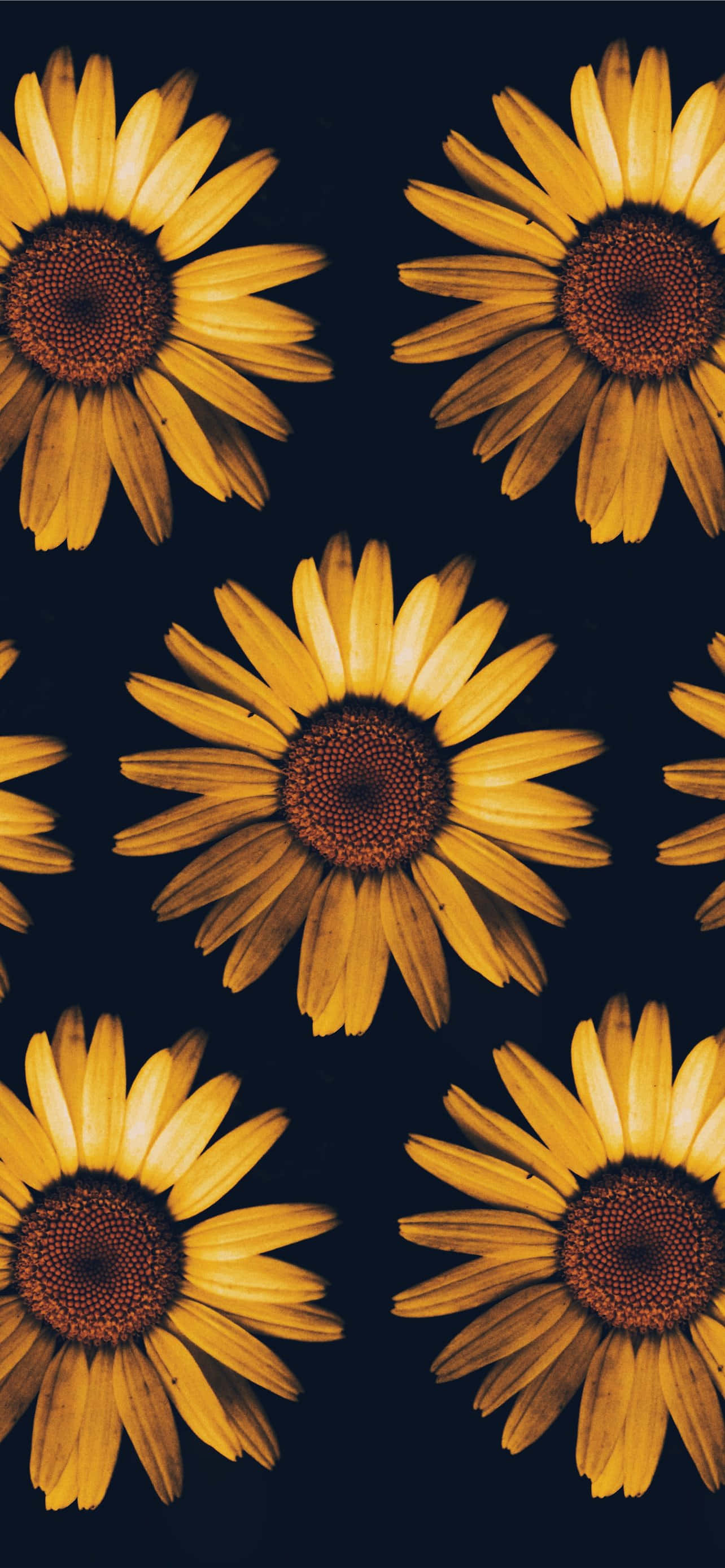 Sunflower Background Wallpaper