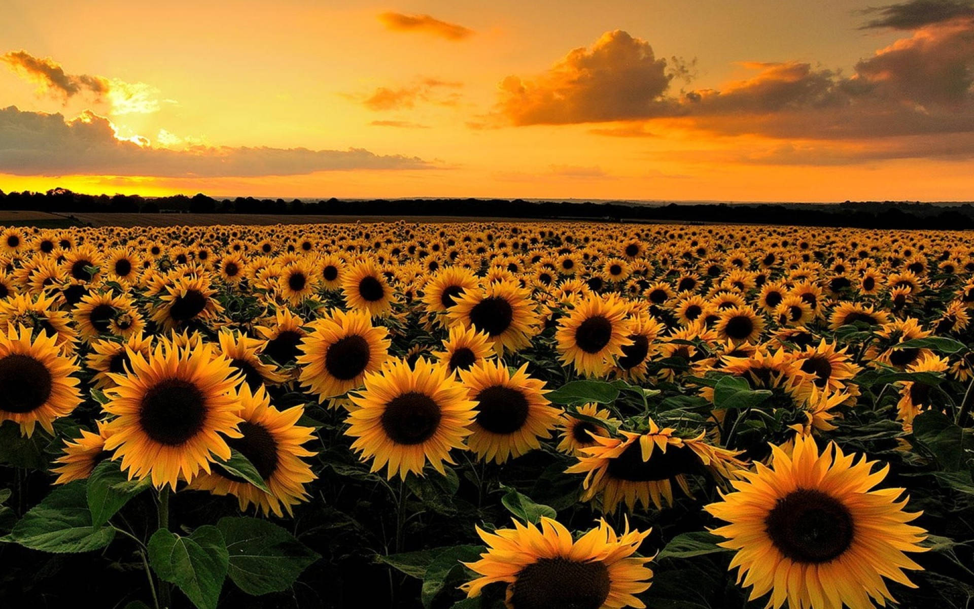 Sunflower Desktop Field Sa Paglubog ng Araw Wallpaper