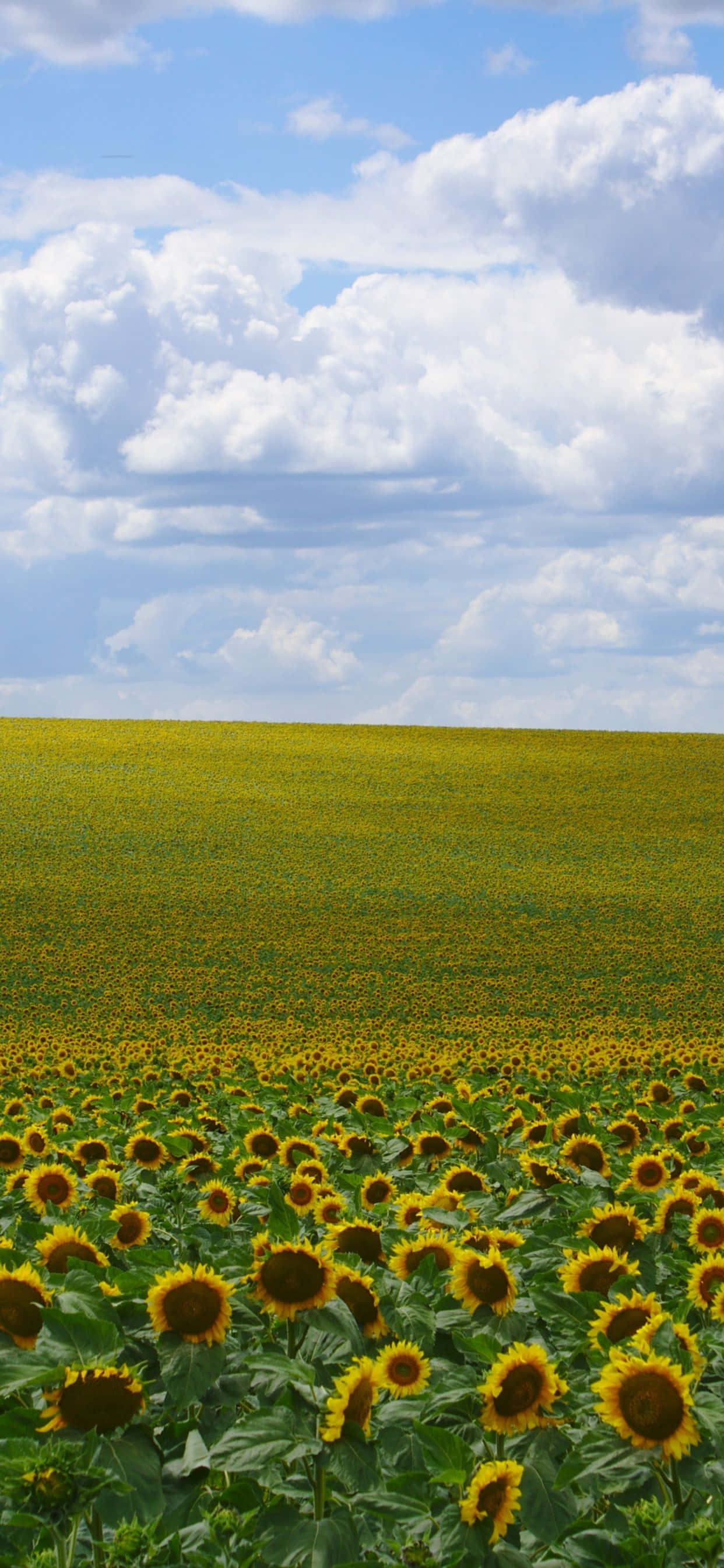 Sunflower field na may masiglang kulay. Wallpaper