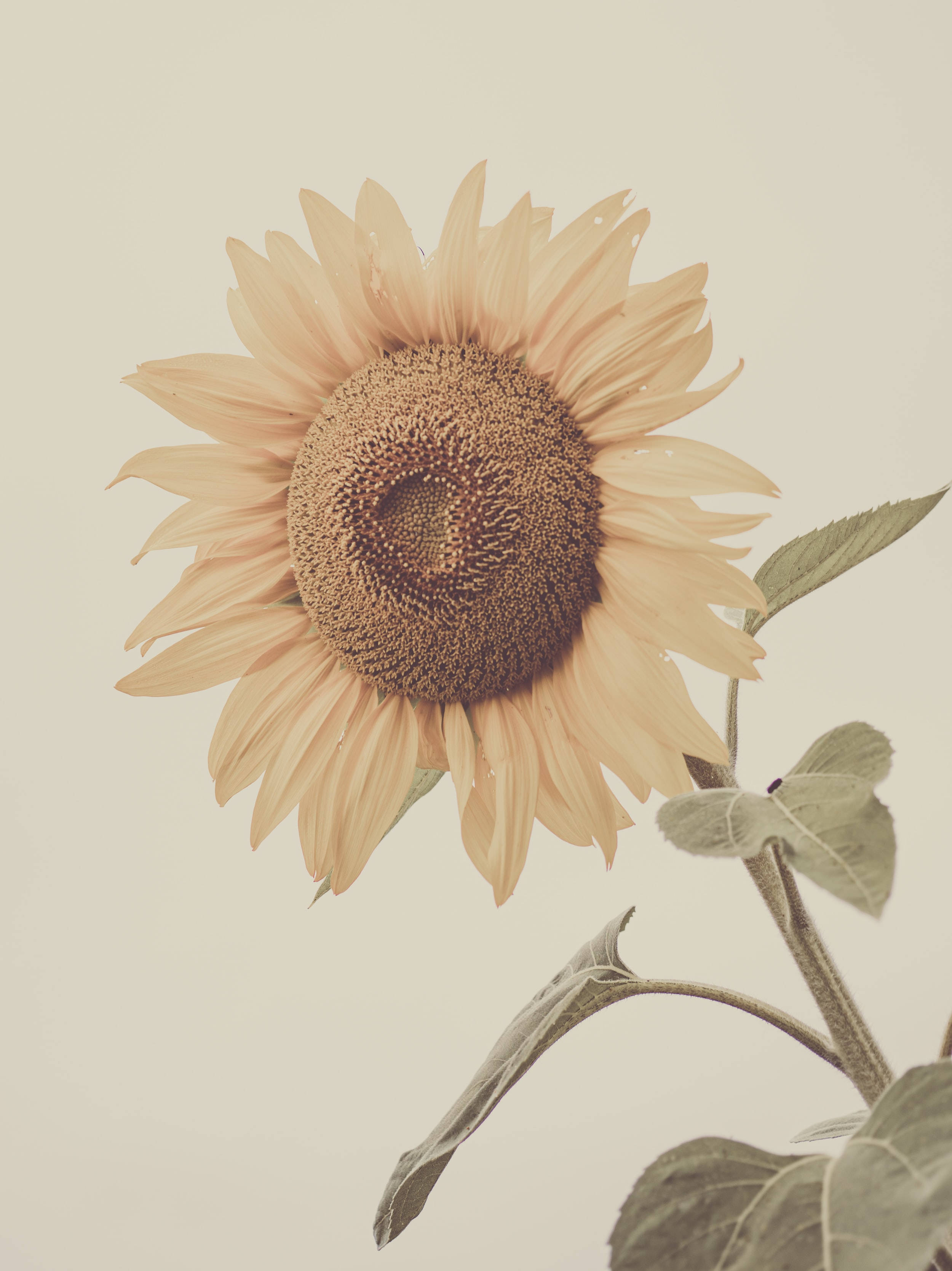 Sunflower na Pastel para sa iPhone Wallpaper