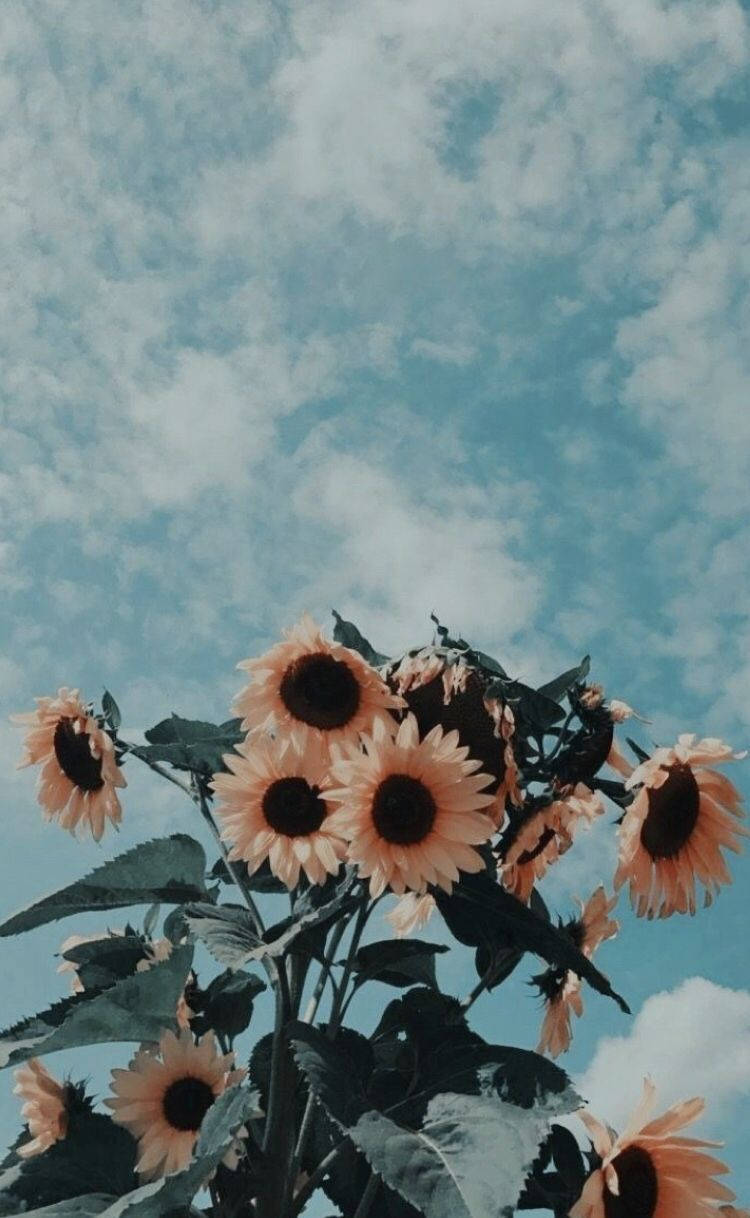 Sunflower na Vintage Aesthetic na may Asul na Langit Wallpaper