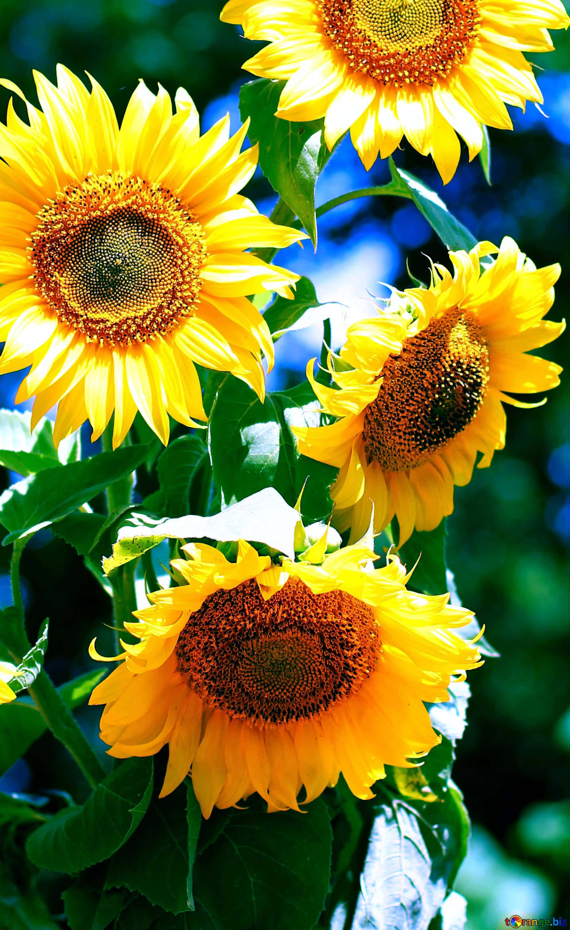 Sunflower Phone Sa Ilalim ng Araw Wallpaper