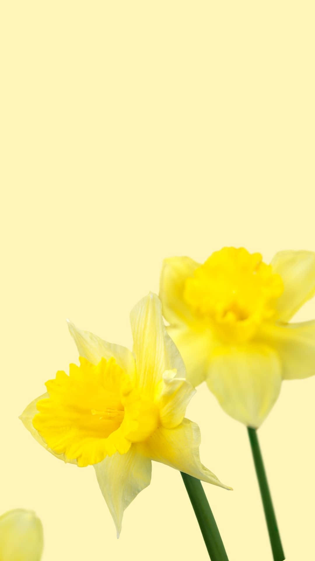 Sunny Delight: Isang Maringal na Dilaw na Aesthetic na Background Wallpaper