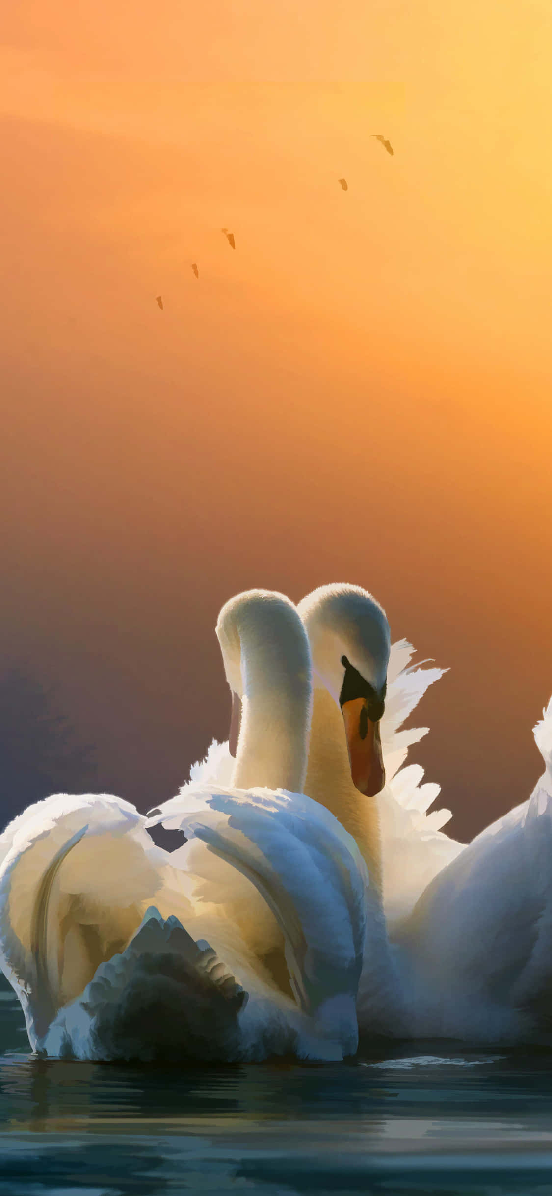 Swan Mating Dance On Sunset Picture Wallpaper