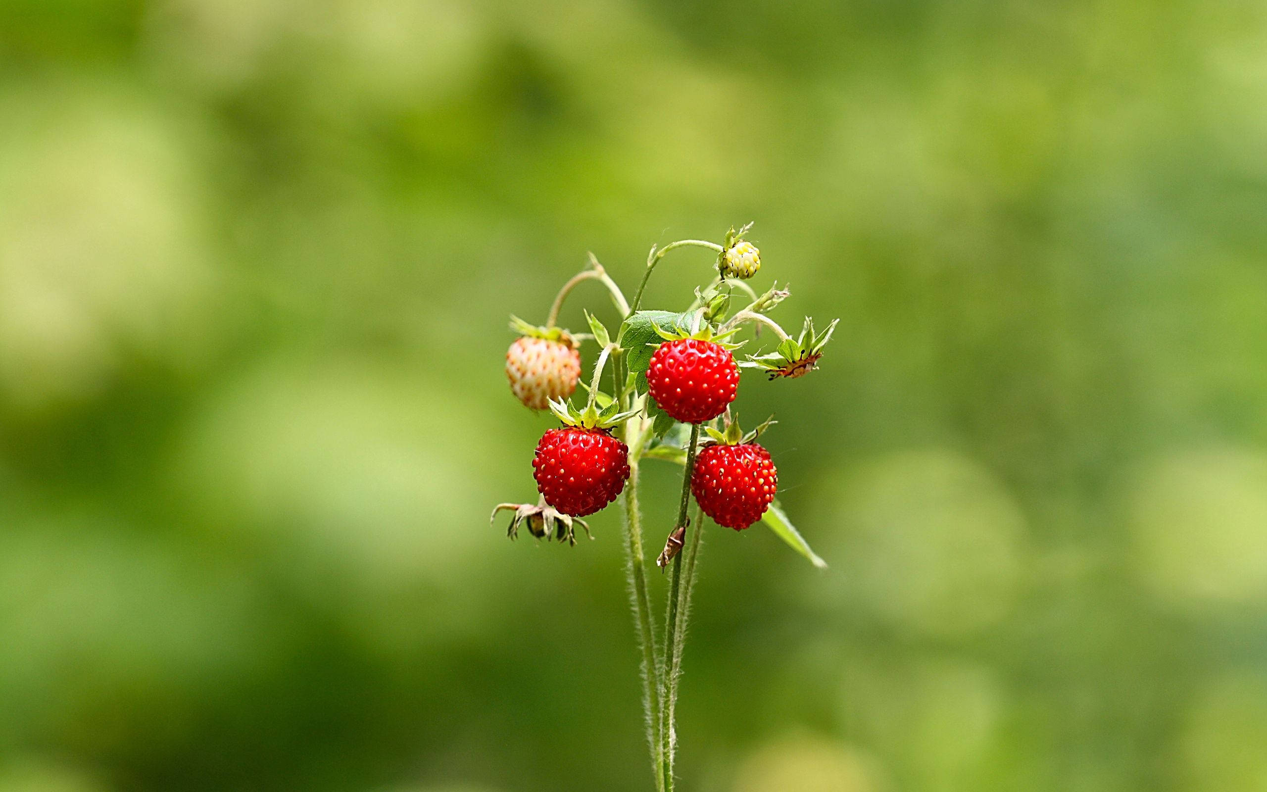 Matamis at masarap na tag-init na strawberries, bagong pinitas. Wallpaper