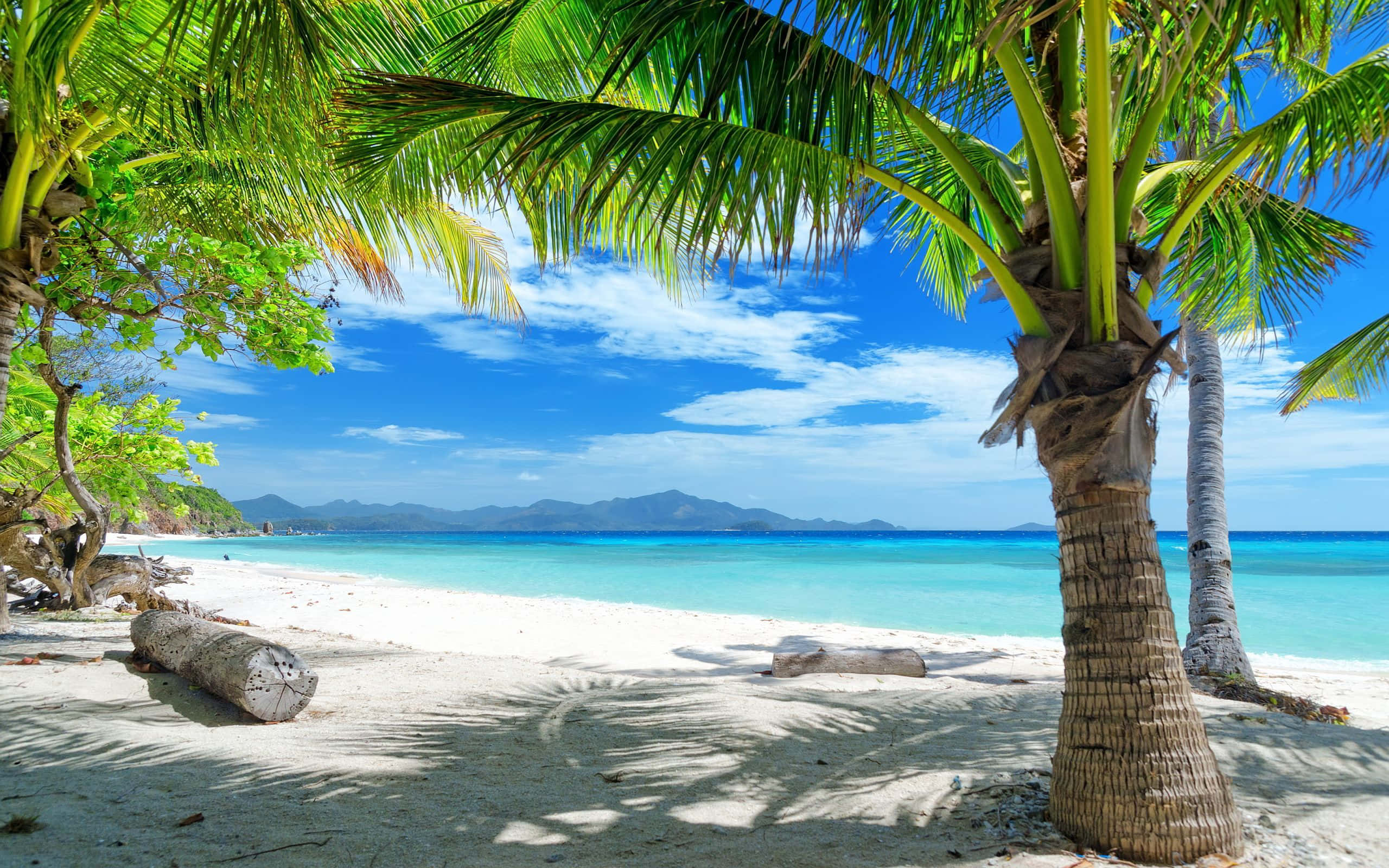 Tag-init na Tropikal sa Palm Beach Wallpaper