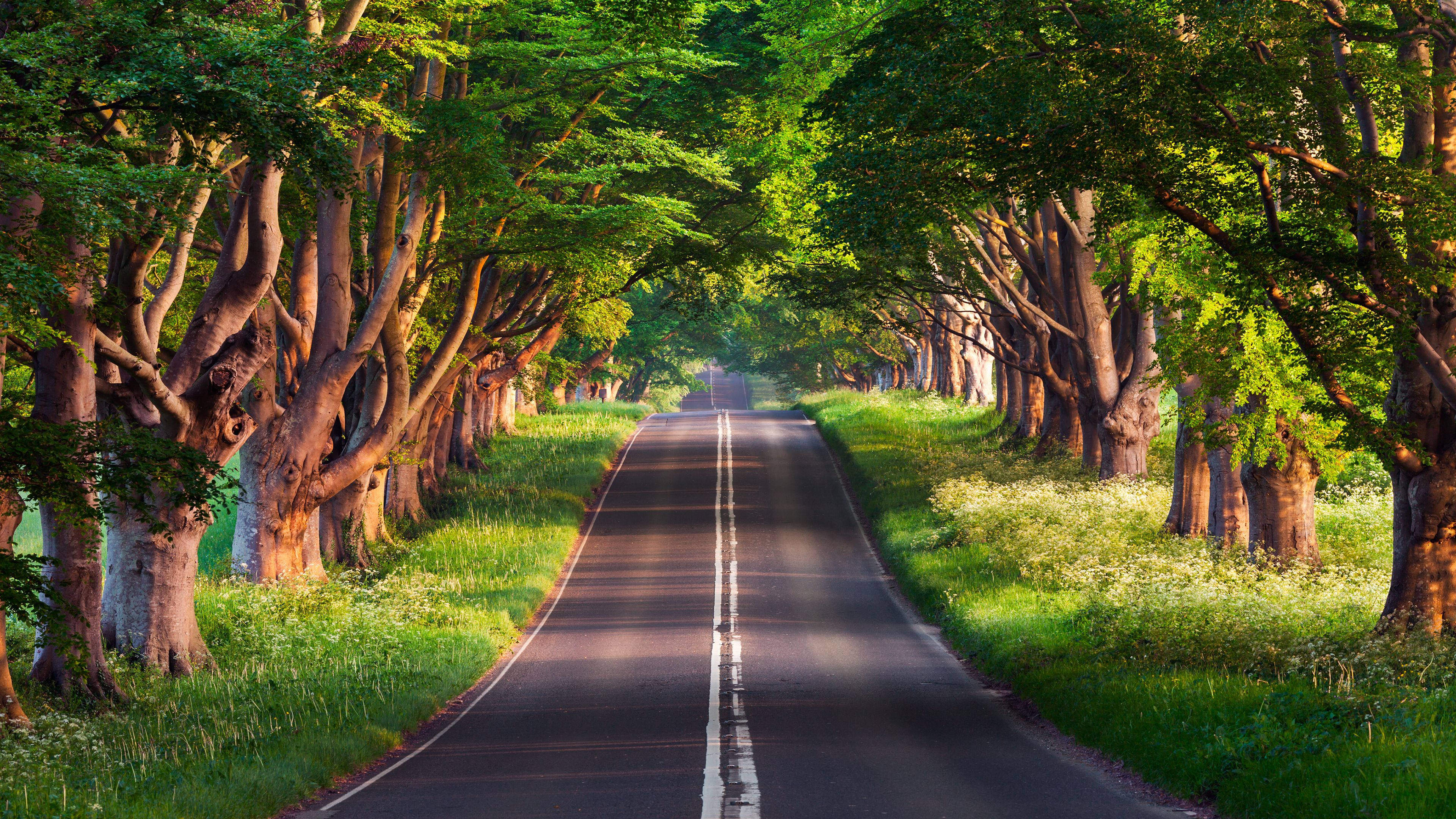 Tahimik na Forest Landscape Wallpaper