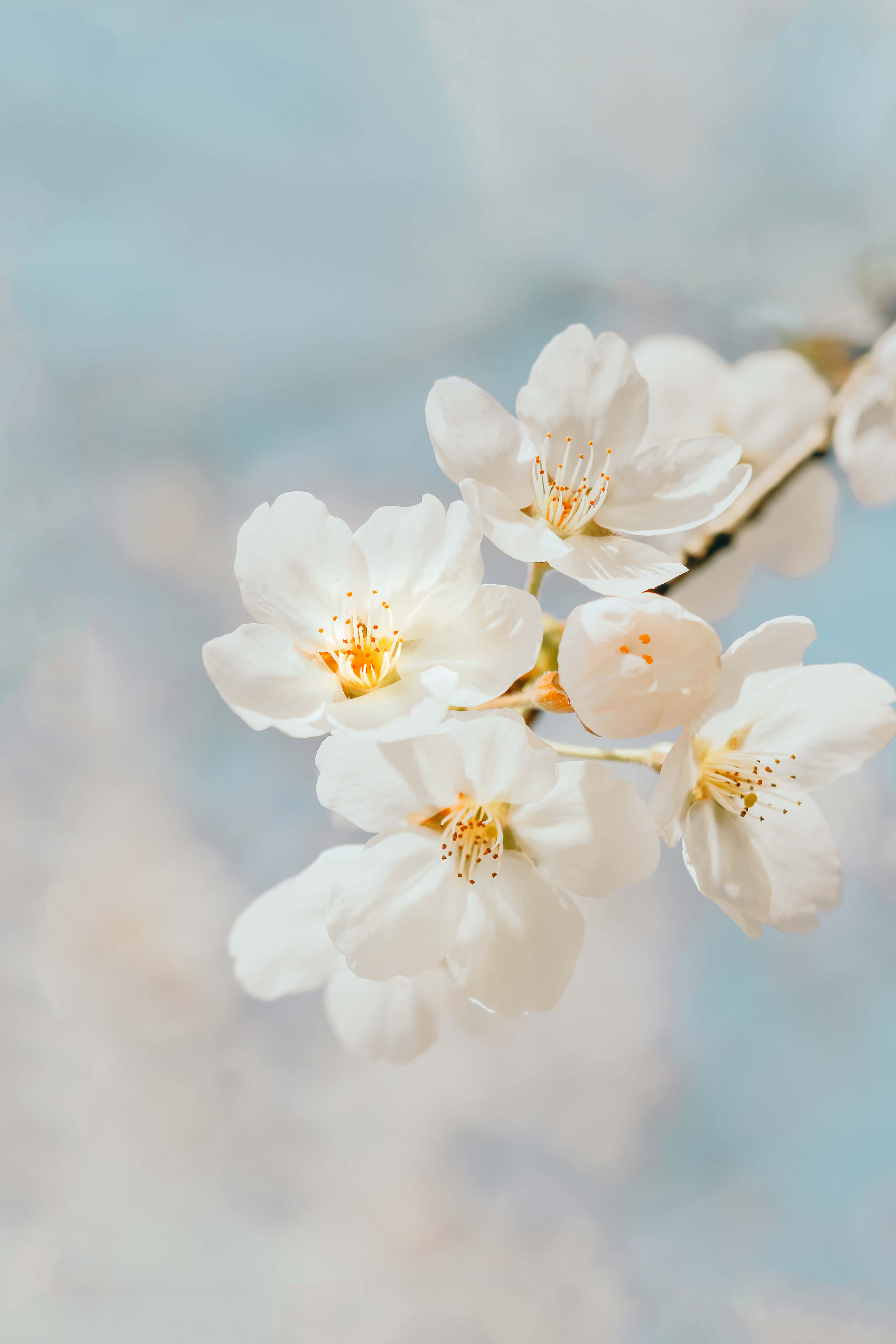 Tahimik na Puting Bulaklak na Patlang na Likuran Wallpaper