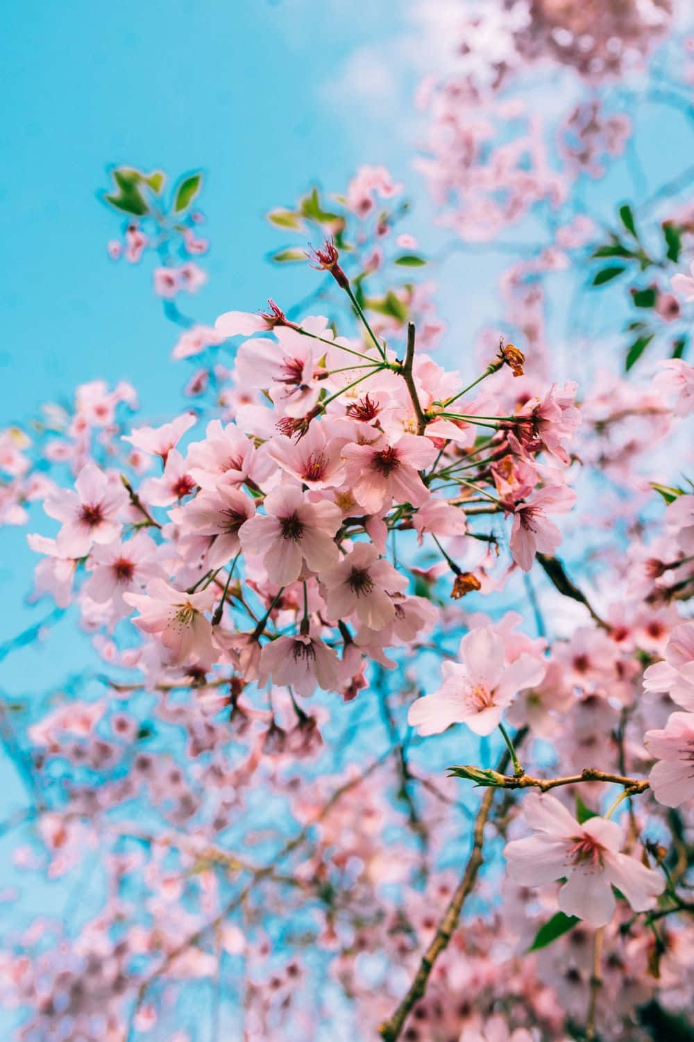 Tahimik na Spring Trees sa Sunrise Wallpaper