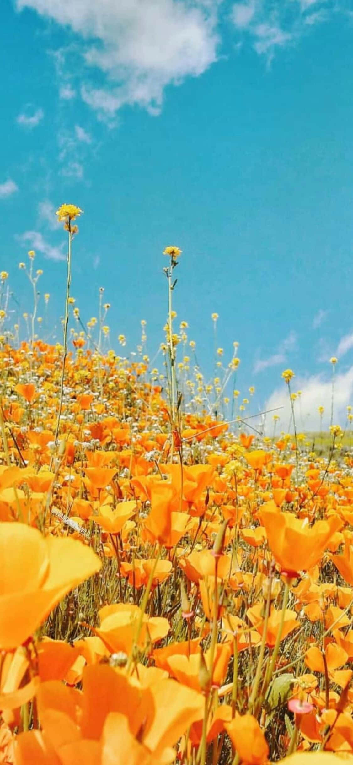 Tamasahan ang magandang paglubog ng araw sa California habang nakikipag-usap ka sa iyong mga kaibigan sa iPhone Xs! Wallpaper