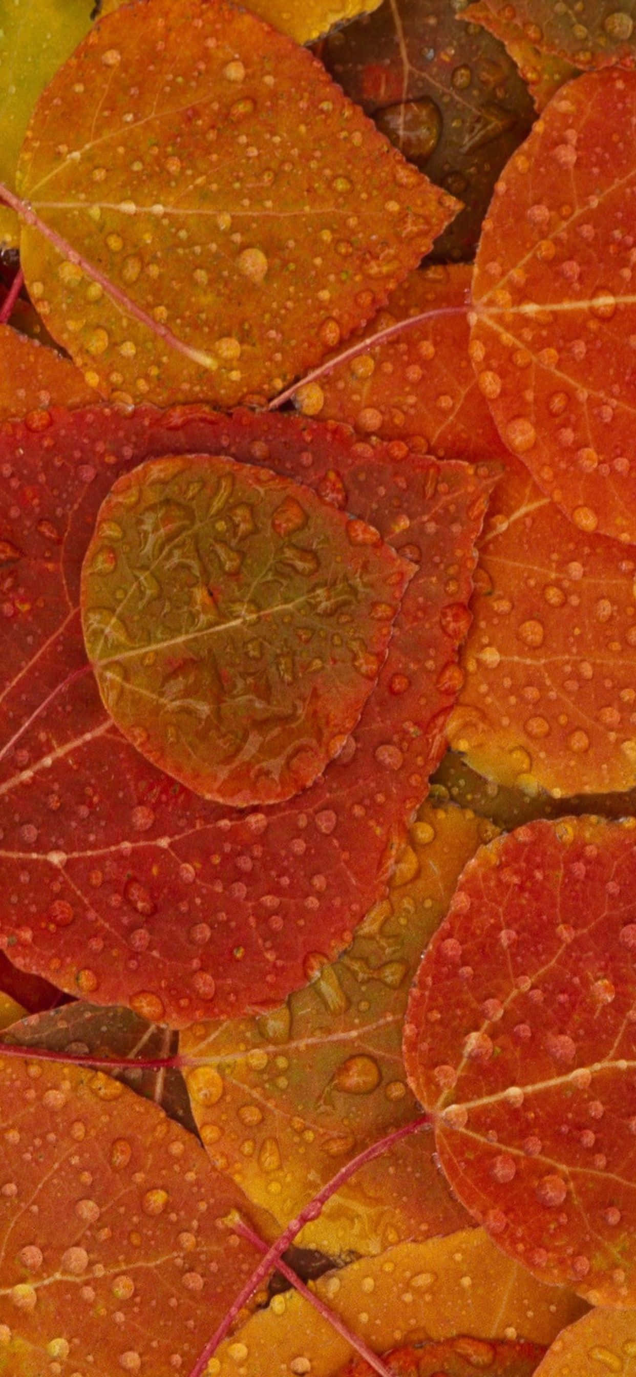 Tamasahan ang mga kulay ng Taglagas gamit ang makulay na background na ito para sa iPhone Xs Max Wallpaper