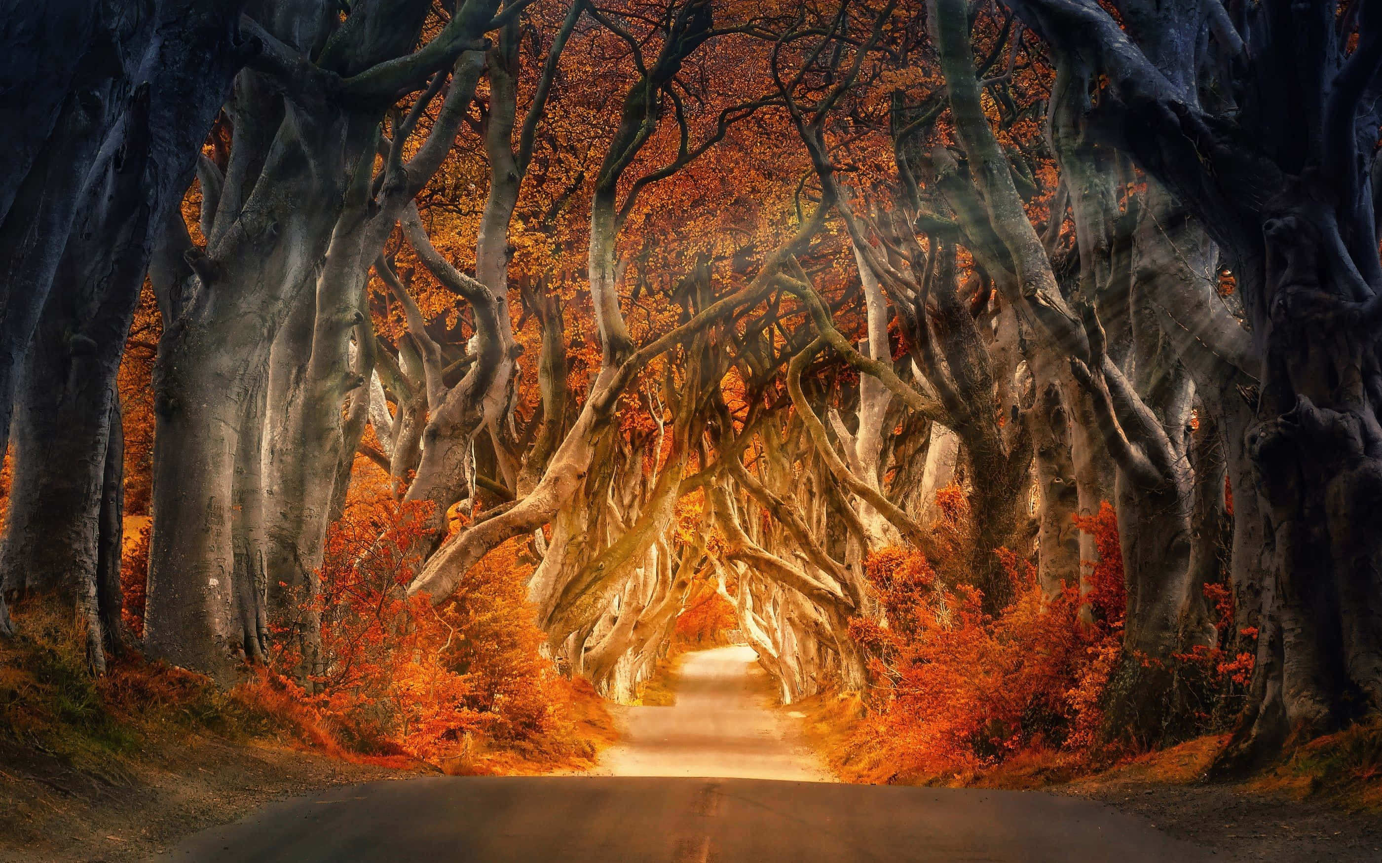 Tamasahin ang Fall Aesthetic gamit itong naka-istilong Macbook laptop Wallpaper