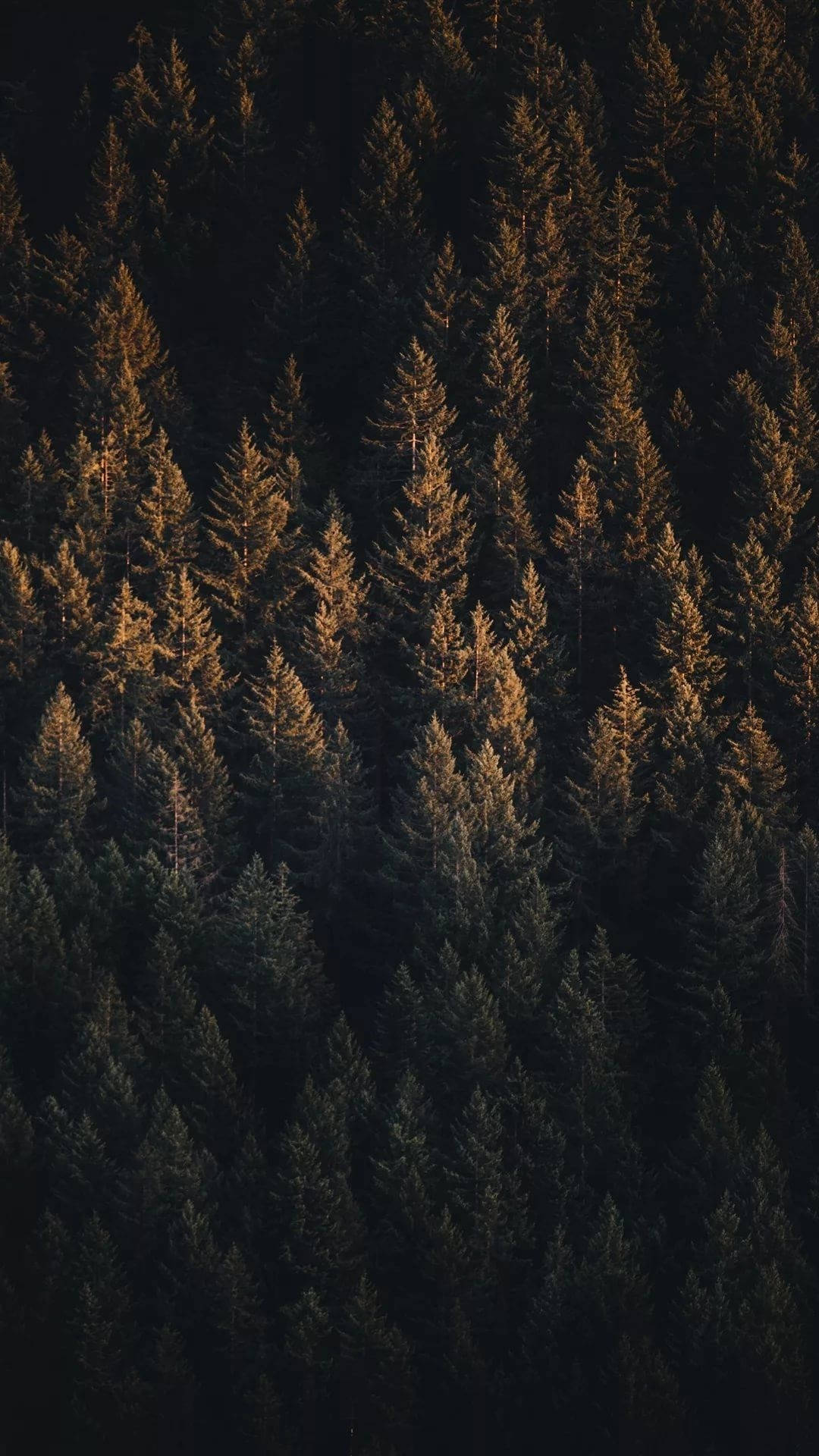 Tanawin Mula sa Itaas ng Luntiang Kagubatan ng Pine iPhone Wallpaper