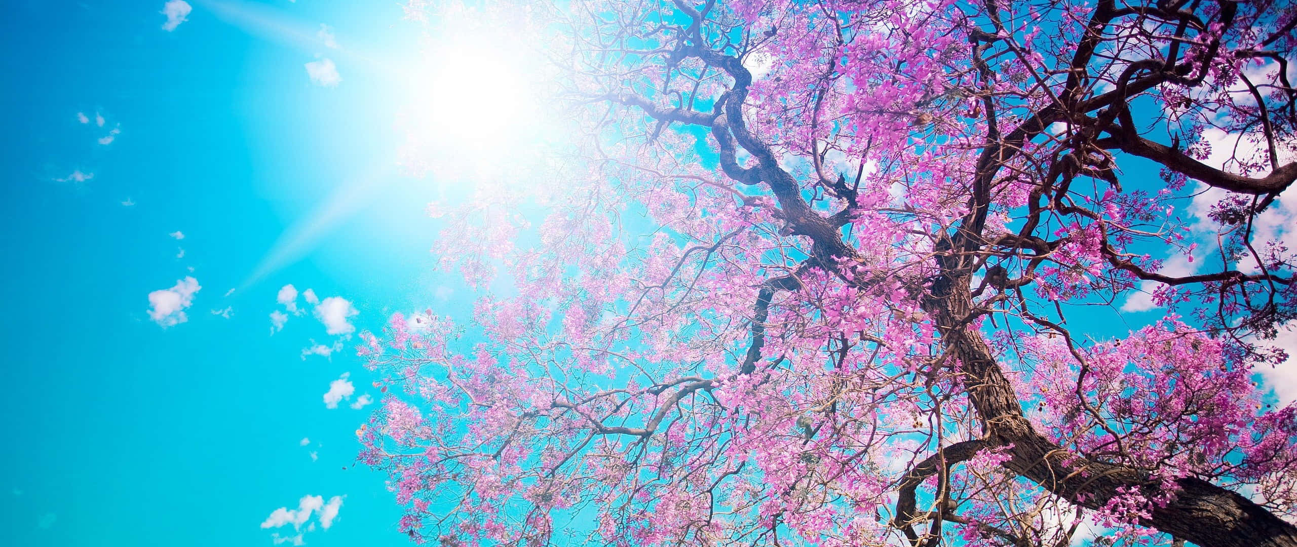 Tanawin ng Anime na Cherry Blossoms na Sumisikat ang Araw Wallpaper