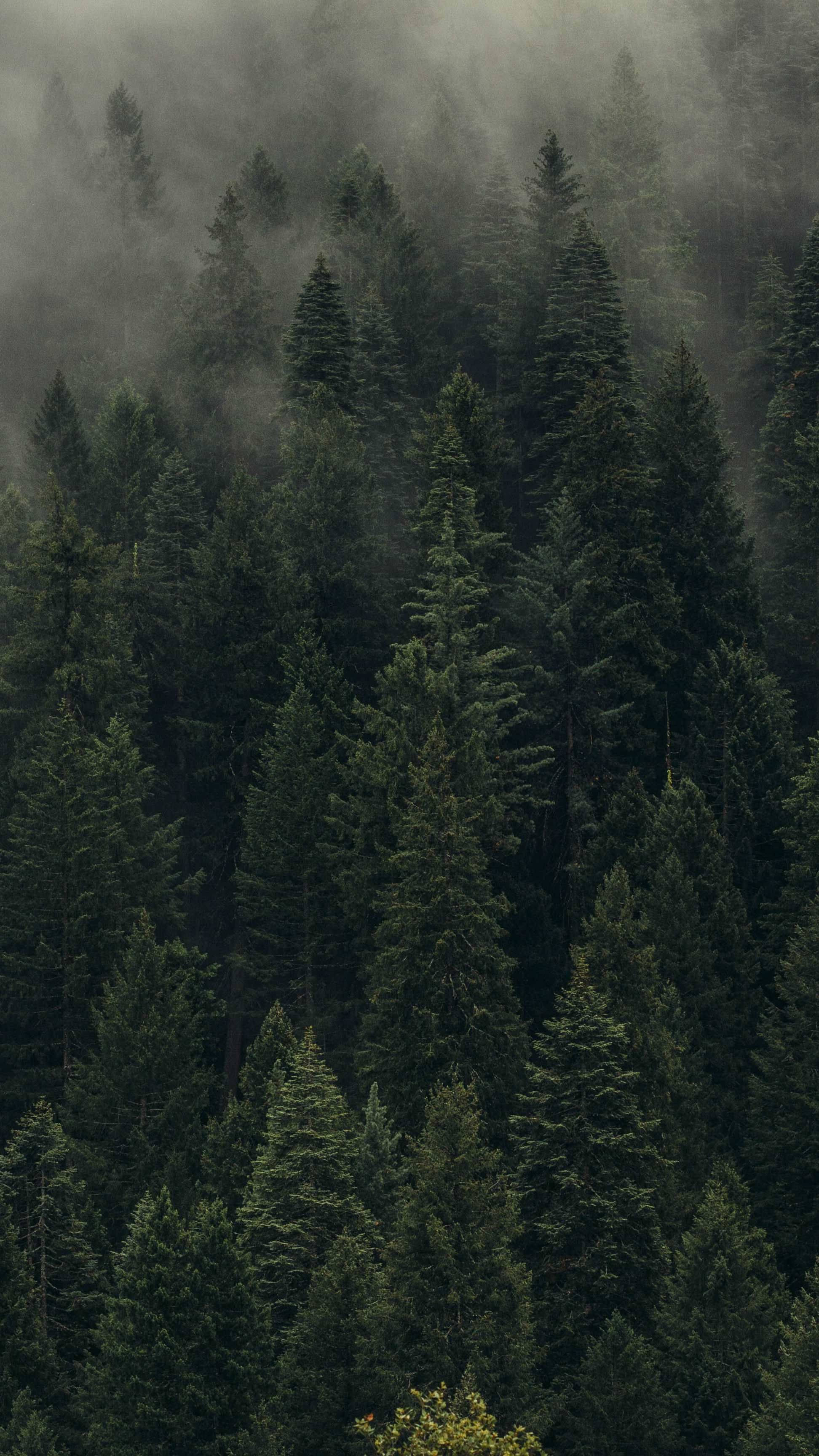 Tanawin ng Kagubatan ng mga Pino Wallpaper