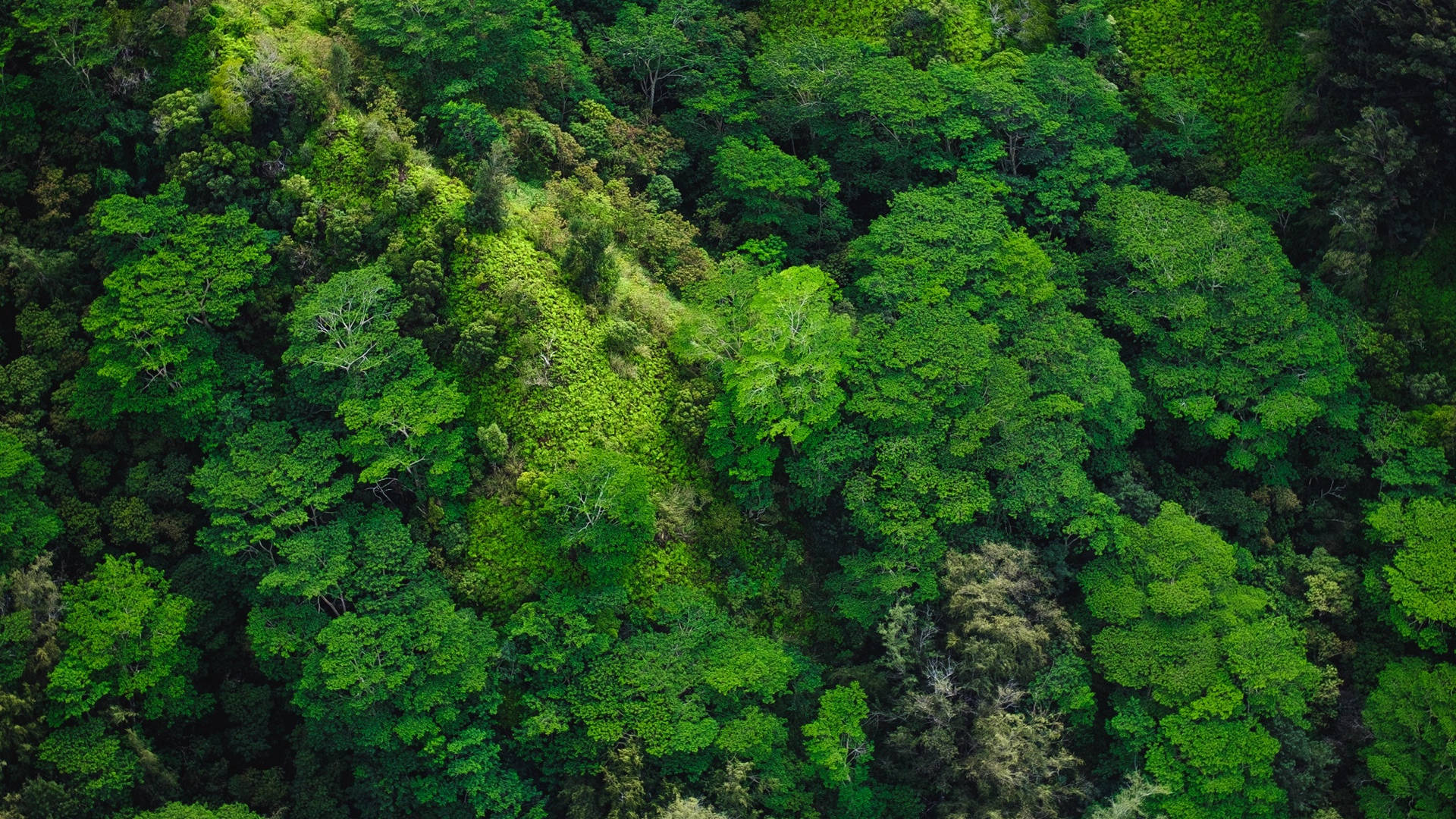 Tanawin ng Kagubatan mula sa Itaas Wallpaper