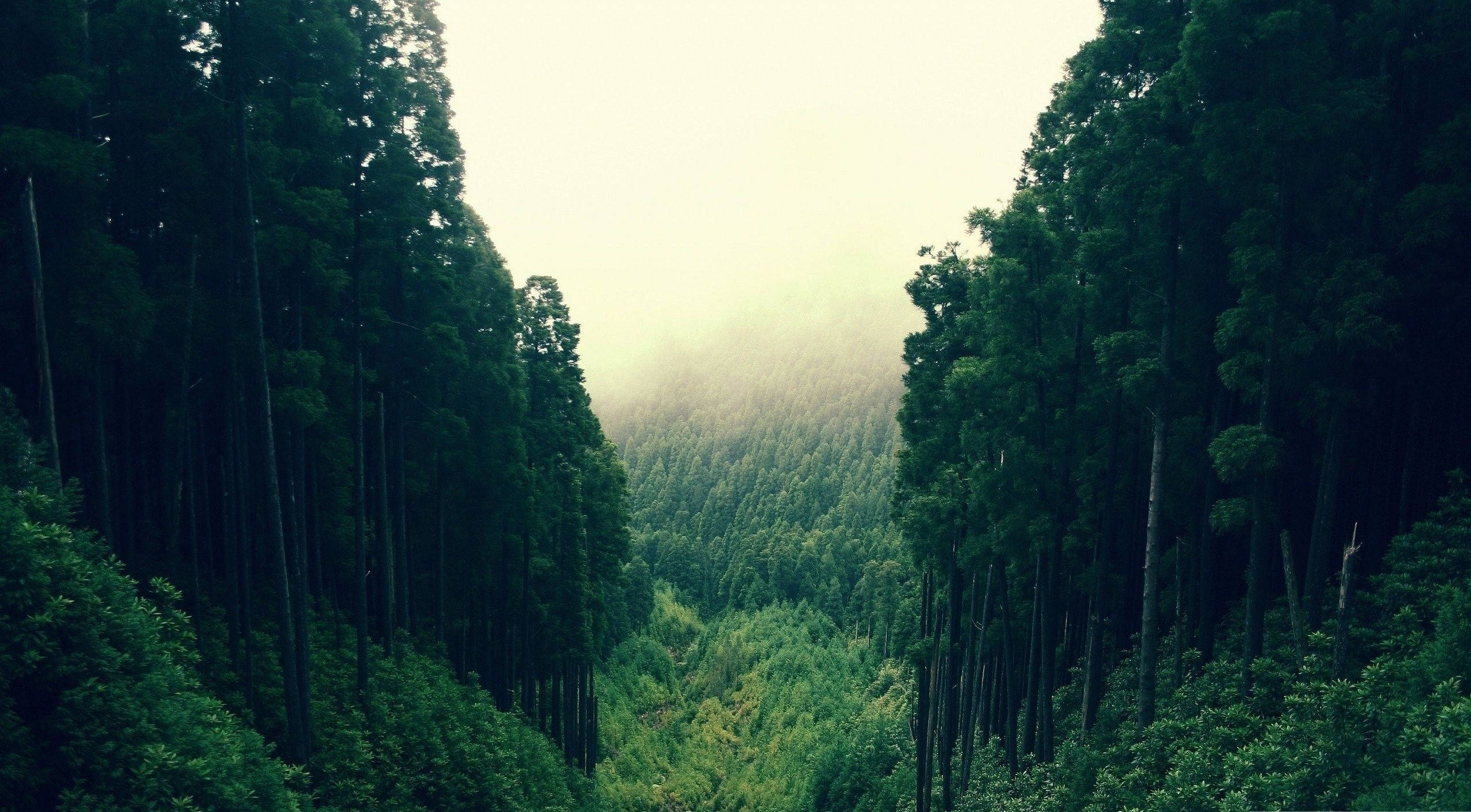 Tanawin ng Kagubatan na Maringal Wallpaper