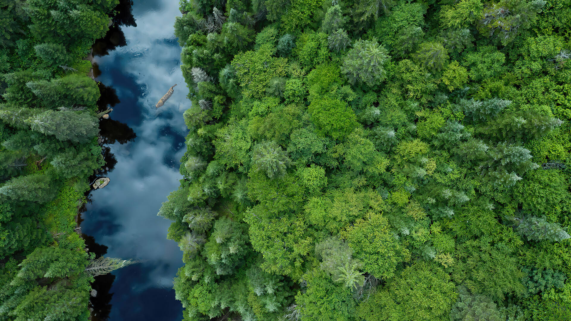 Tanawin ng Kagubatan na may Reflection ng Langit Wallpaper