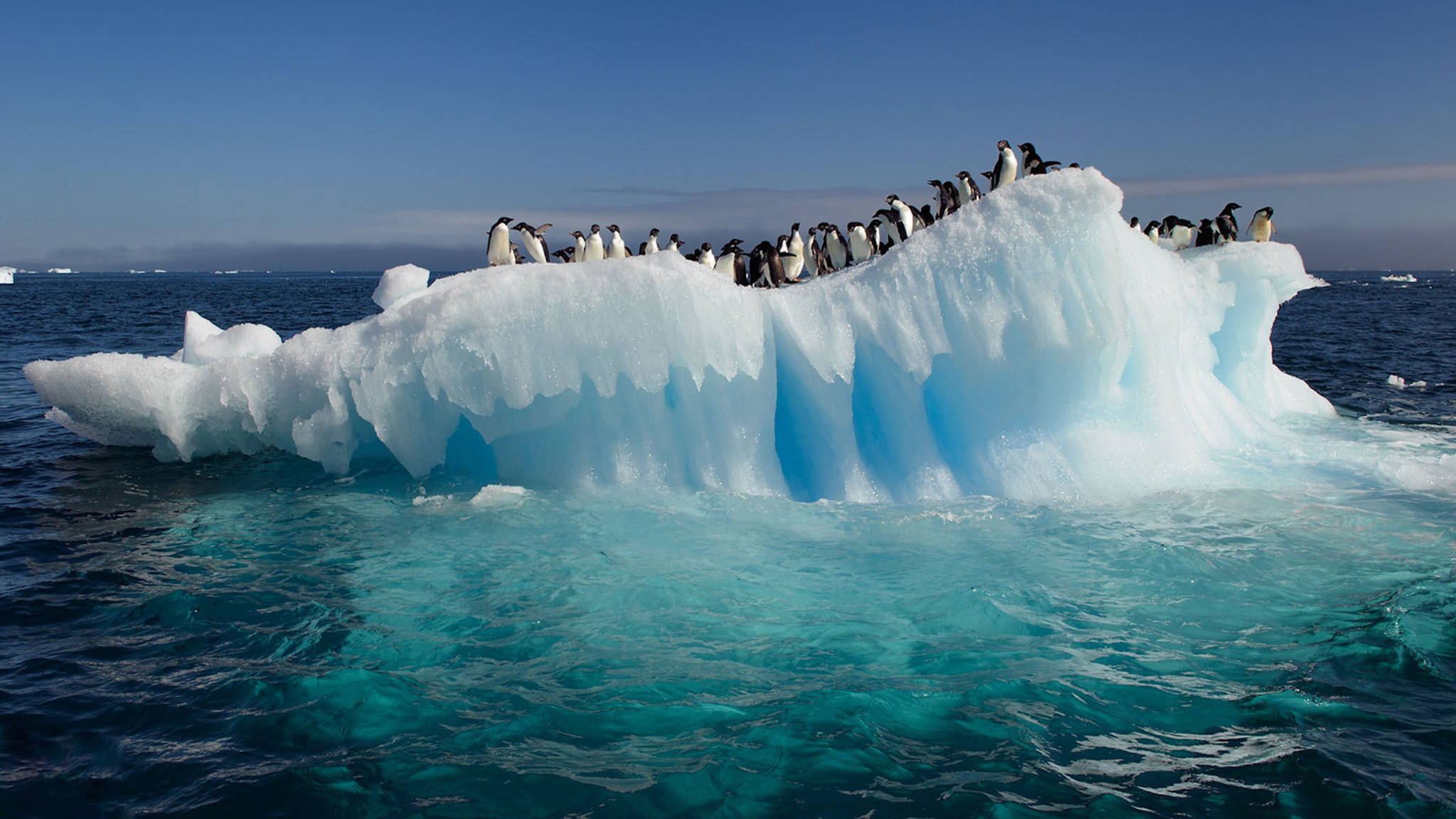 Tanawin ng Karagatan na may mga Penguin sa Iceberg Wallpaper