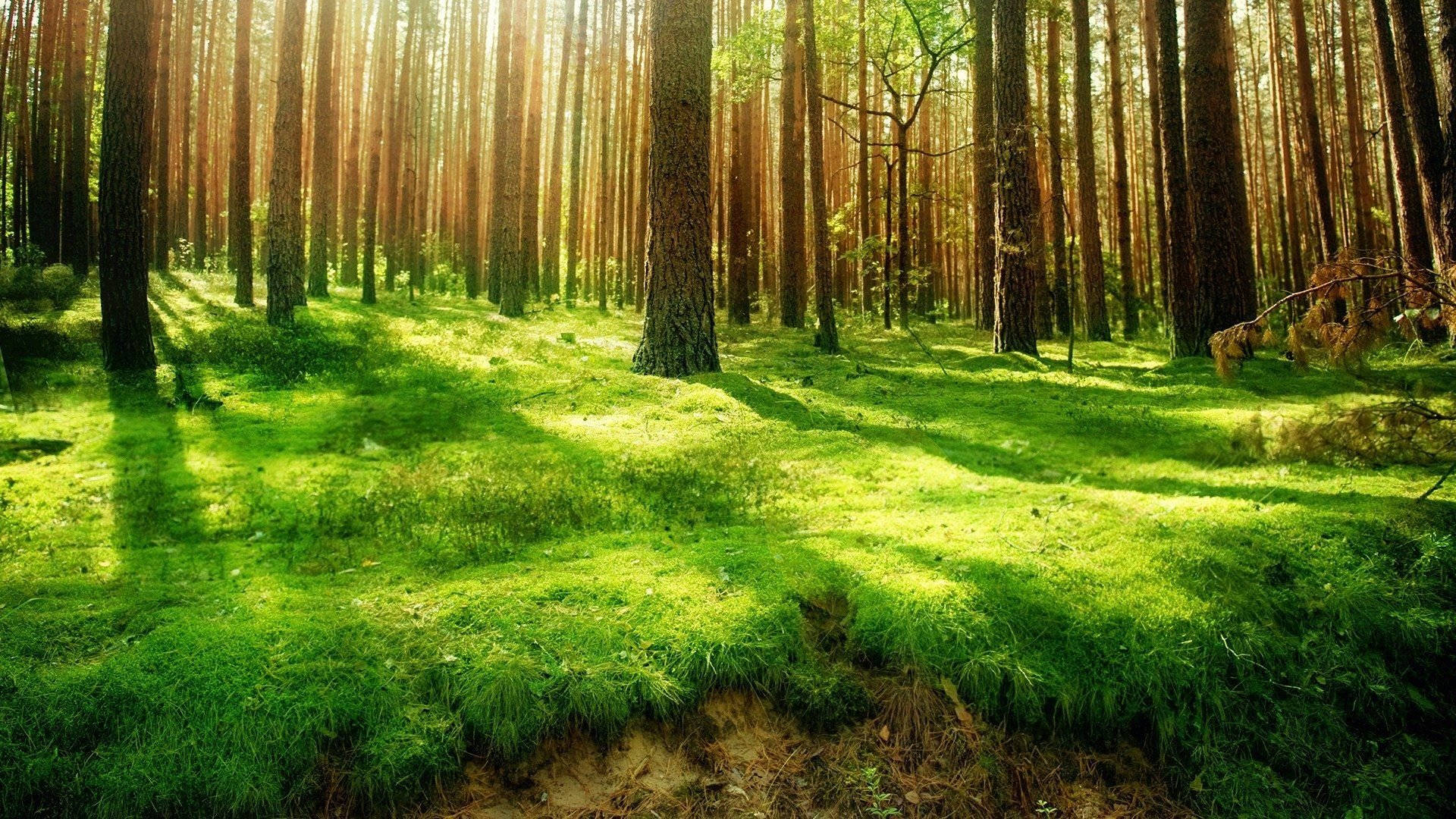 Tanawin ng Makulimlim na Kagubatan Wallpaper