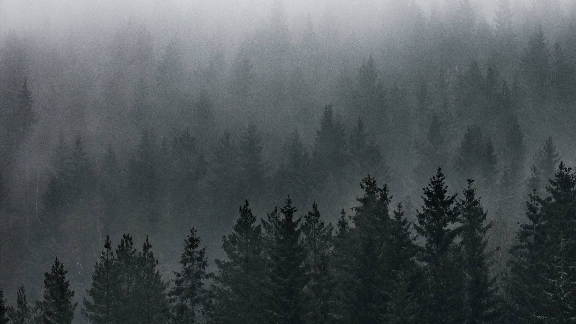 Tanawin ng Maulang Kagubatan Wallpaper