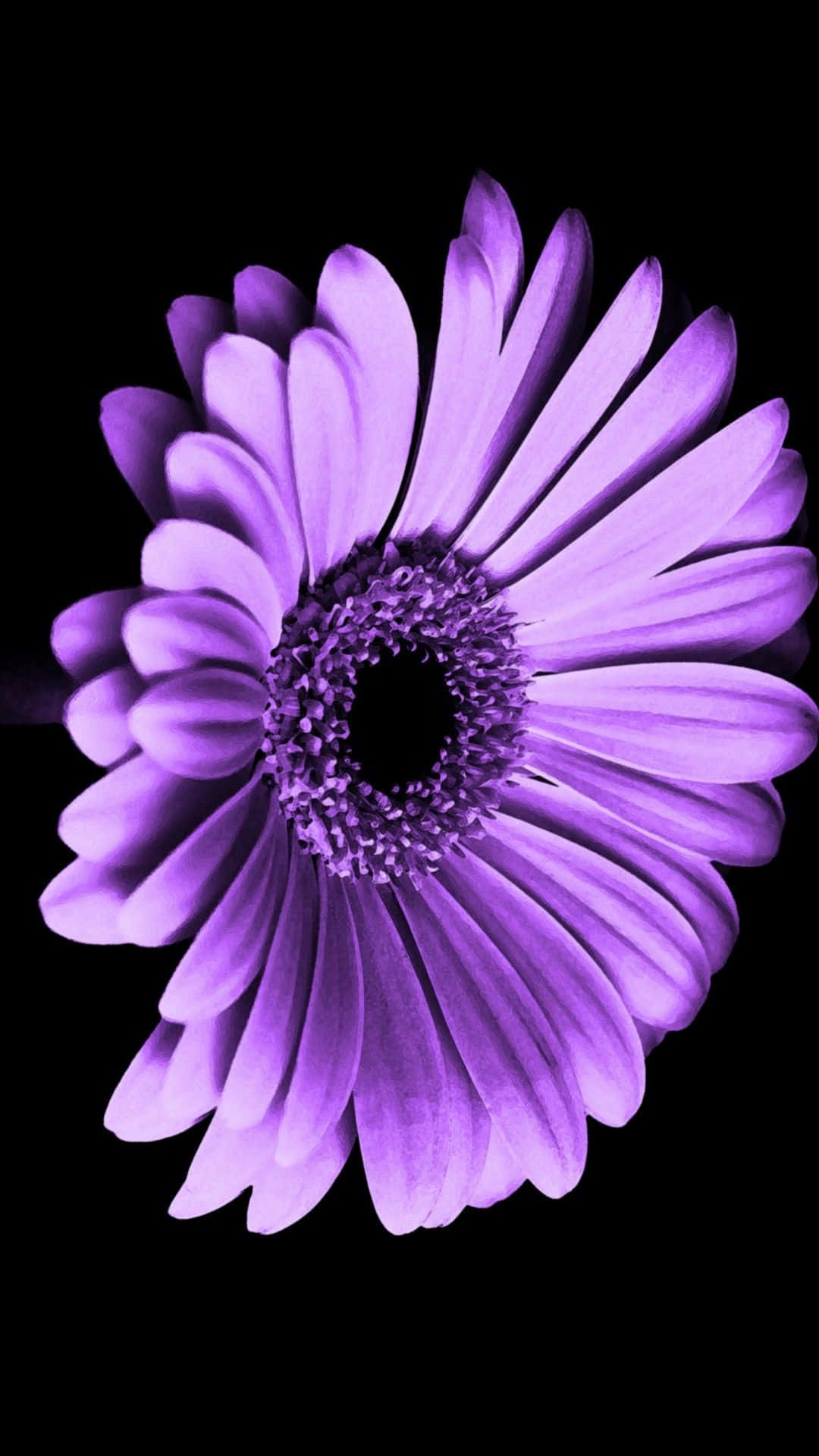 Tanggalin ang saya ng buhay gamit ang Flower iPhone wallpaper na ito Wallpaper
