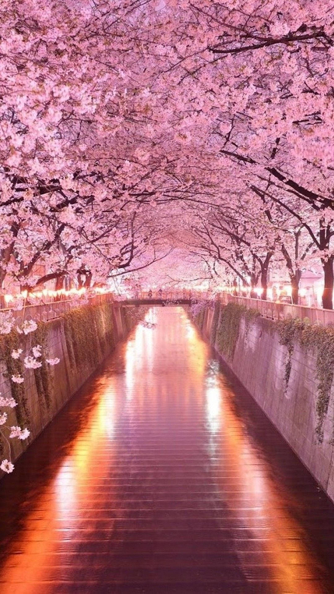 Tangkilikin ang mga puno ng sakura ng Hapon sa ilalim ng arko sa iyong iPhone Wallpaper