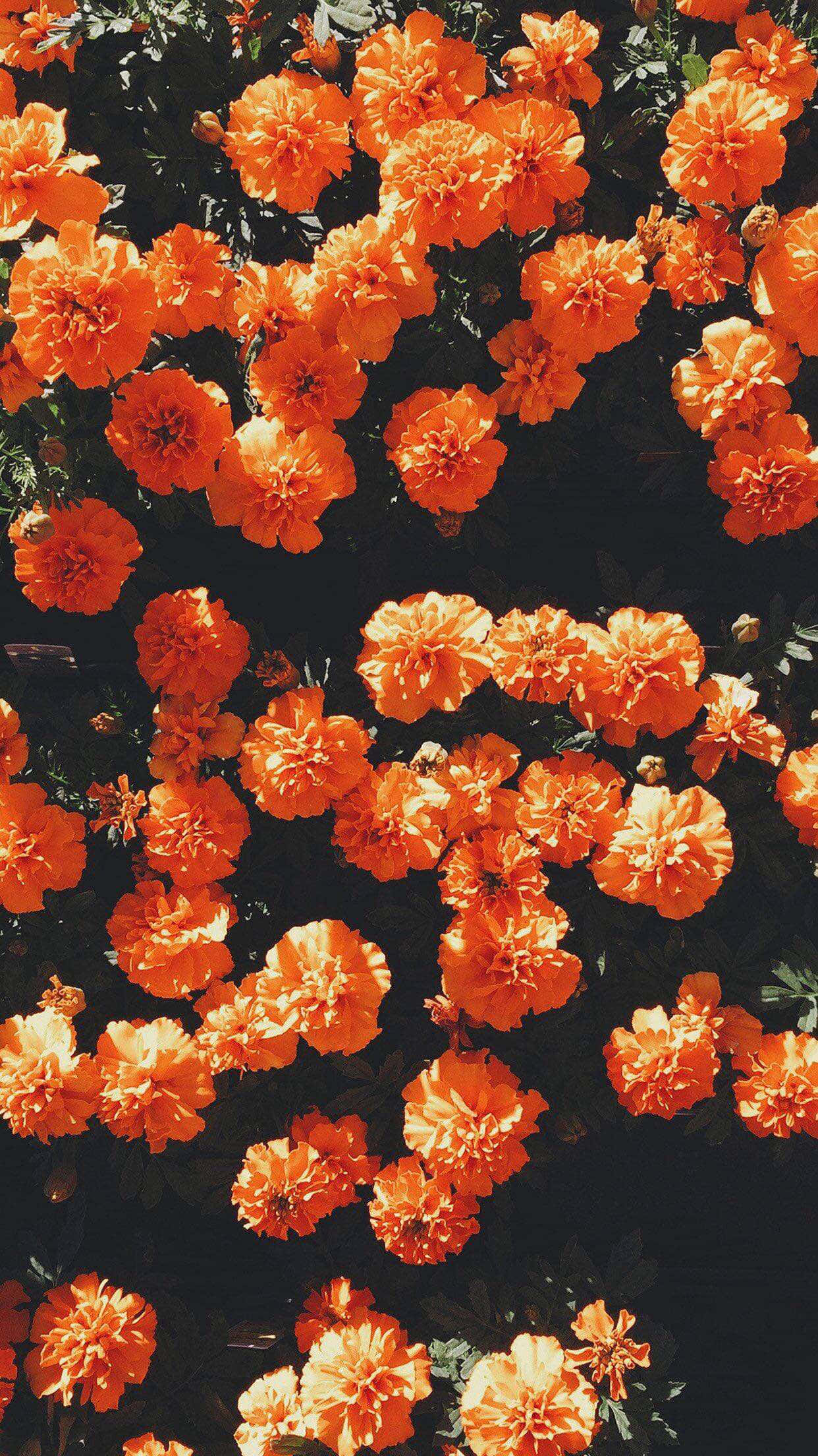 Tangkilin ang ganda ng makulay na mga kahel Wallpaper