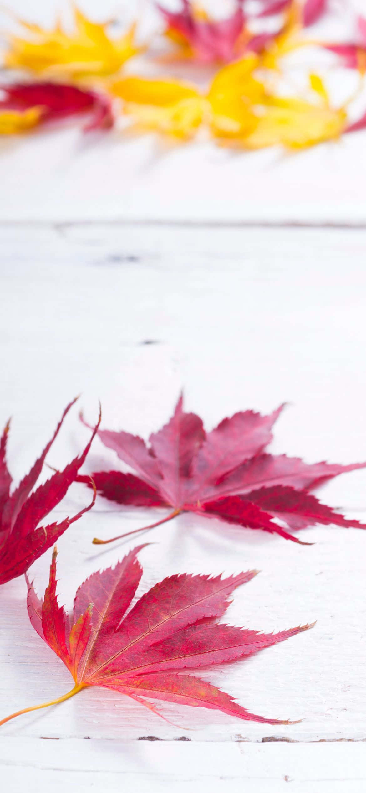 Enjoy the beauty of fall Wallpaper