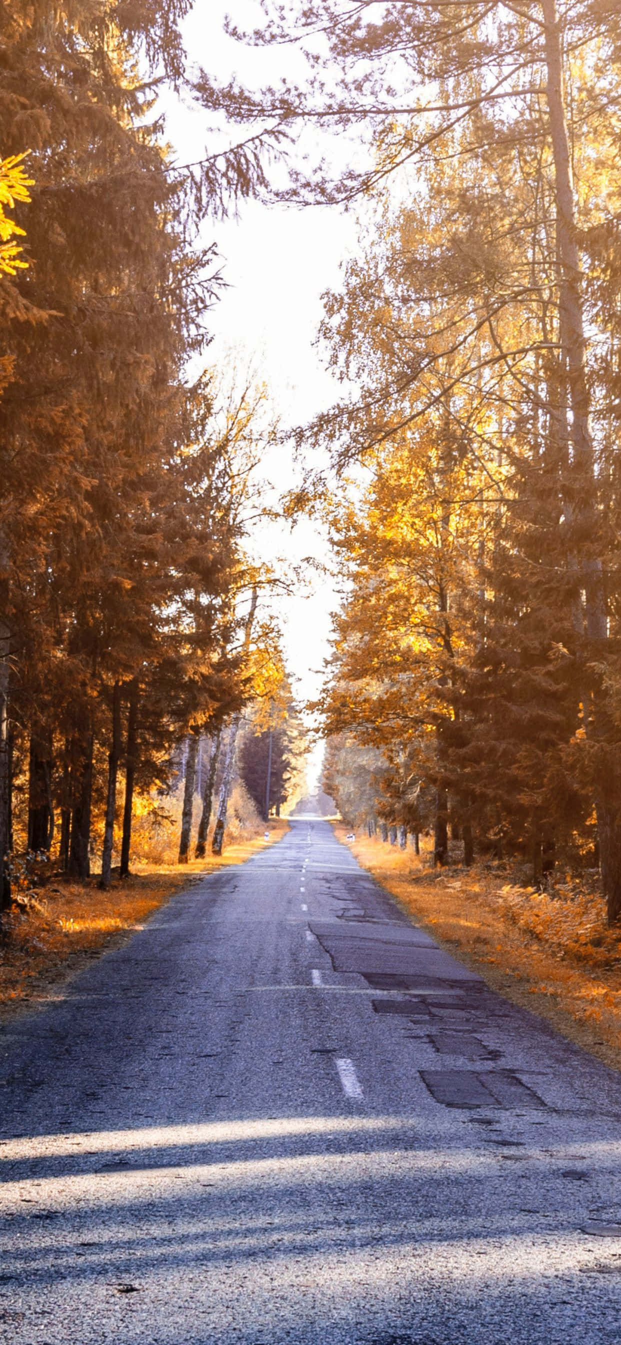 Tangkilin ang Makulay na Kagandahan ng Taglagas gamit ang iPhone Xs Max Wallpaper