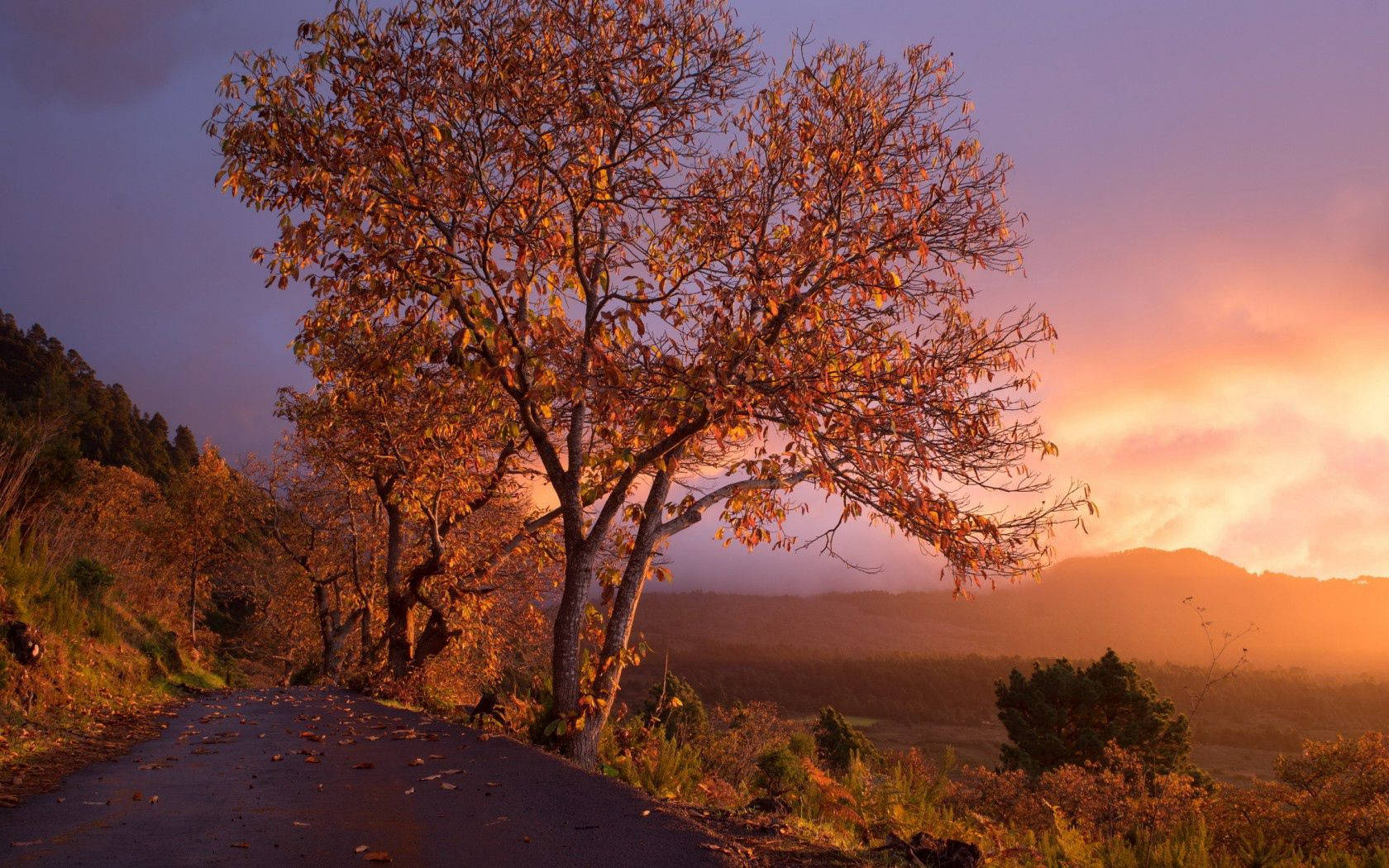 Tangkilin sa isang masiglang tanawin ng nagbabagong panahon Wallpaper