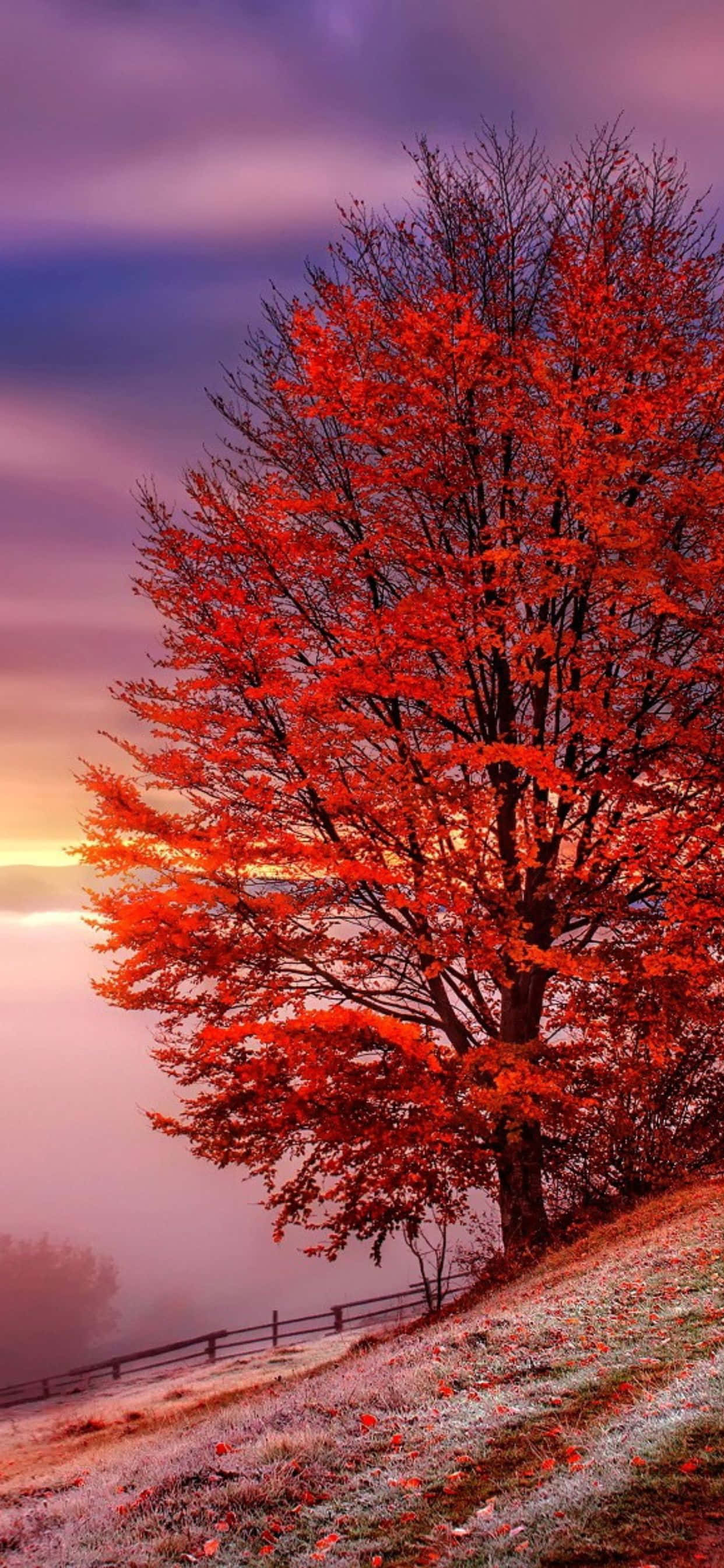 Dalhin ang warm tones ng autumn sa iyong iPhone Xs Max Wallpaper