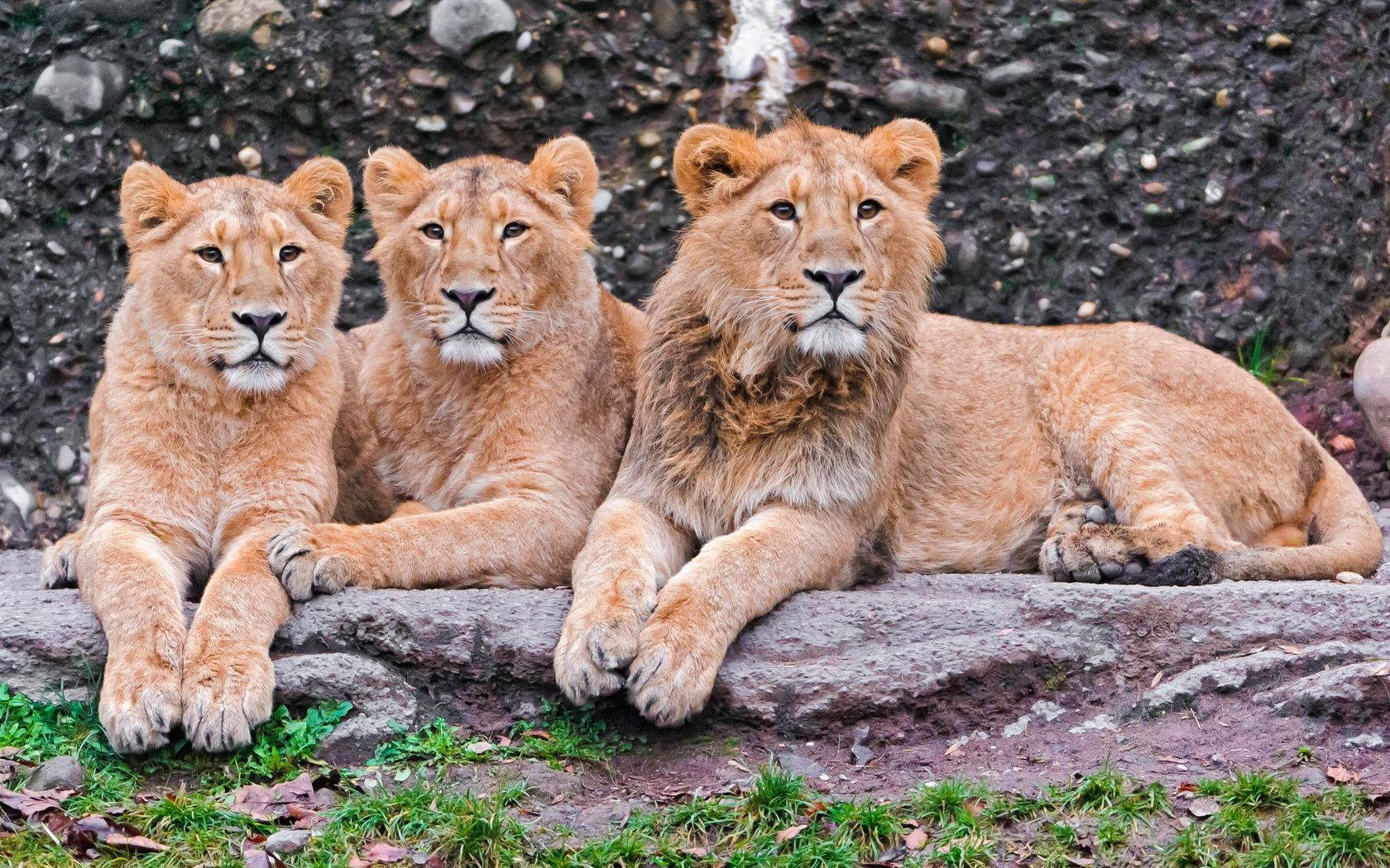 Tatlong Maringal na Aprikanong Leon sa Serengeti Wallpaper